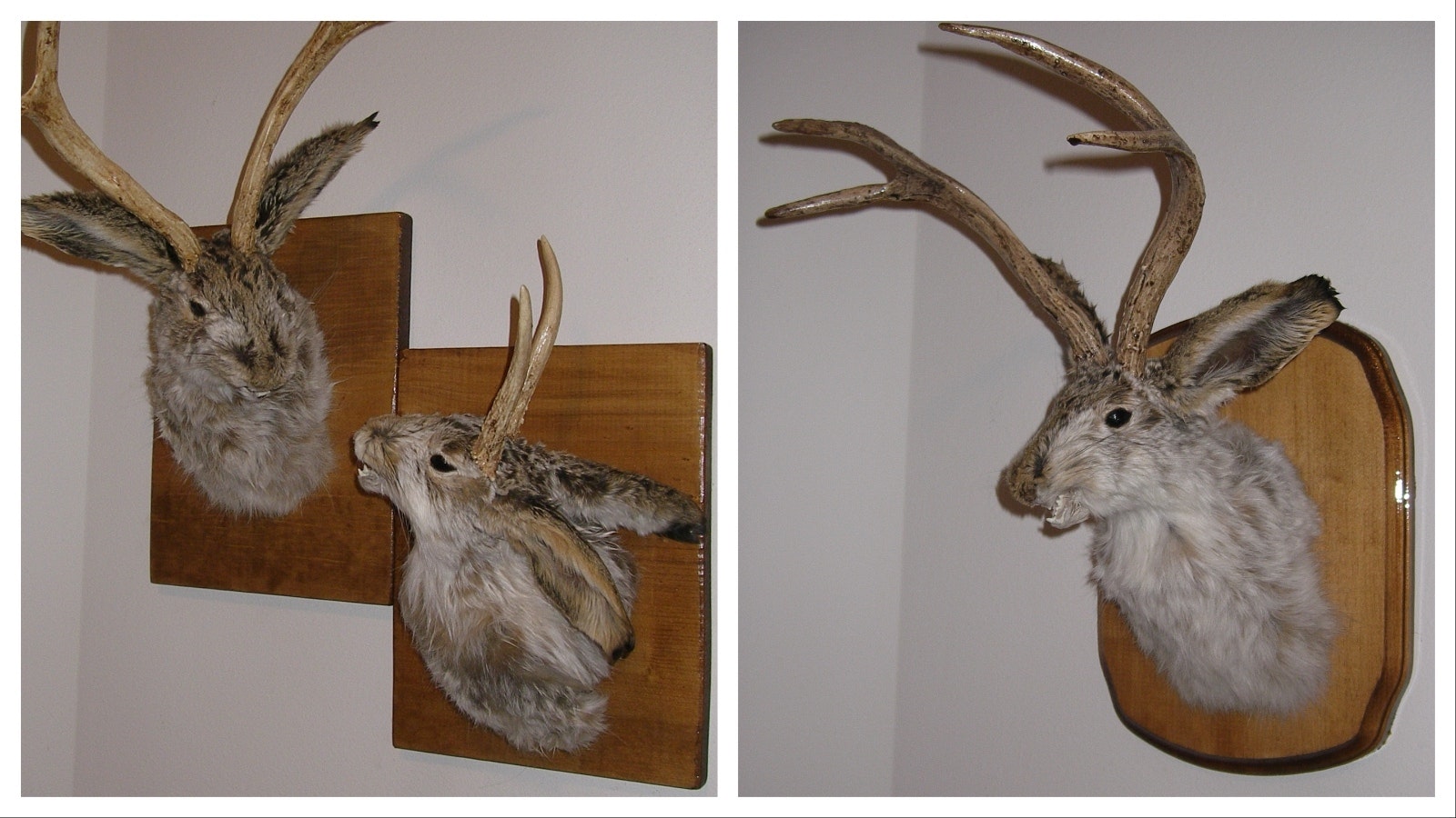 Taxidermist David Sconce of Montana creates unique Jackalope mounts with snarling teeth. He’s seeking jackrabbit carcasses from Wyoming, because he says Wyoming jackrabbits are huge and have the best, thickest fur.