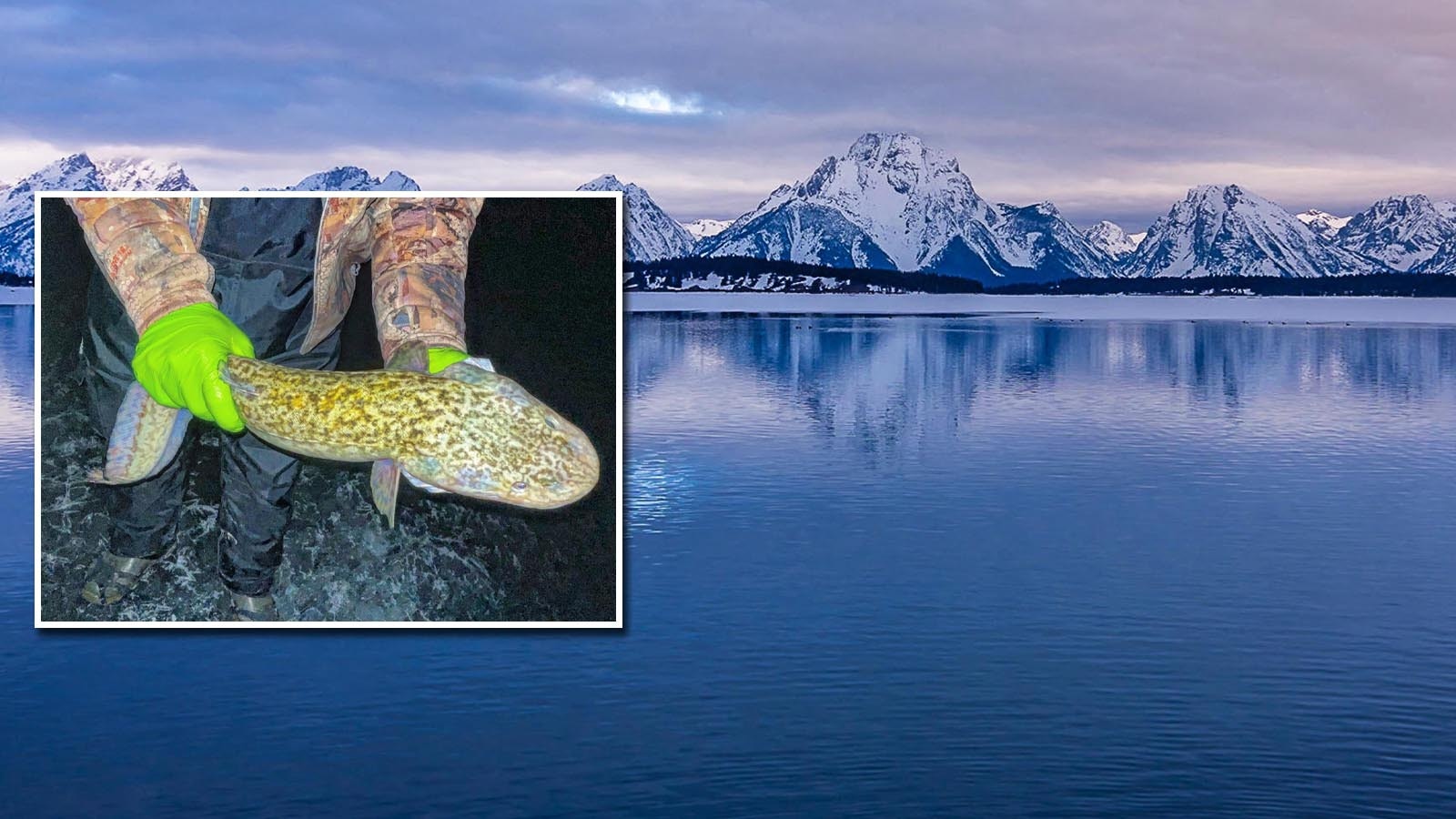 An unusually warm winter kept much of Wyoming’s prime lakes from freezing, cutting ice fishing season short or canceling it entirely. That didn't stop some anglers, who still had success fishing from boats. Above, Jackson Lake is usually a prime ice fishing spot. Inset, Fontenelle Reservoir in Southwest Wyoming was one of the few ice fishing destinations to get decent ice this winter. This gigantic burbot was caught while night ice fishing there.