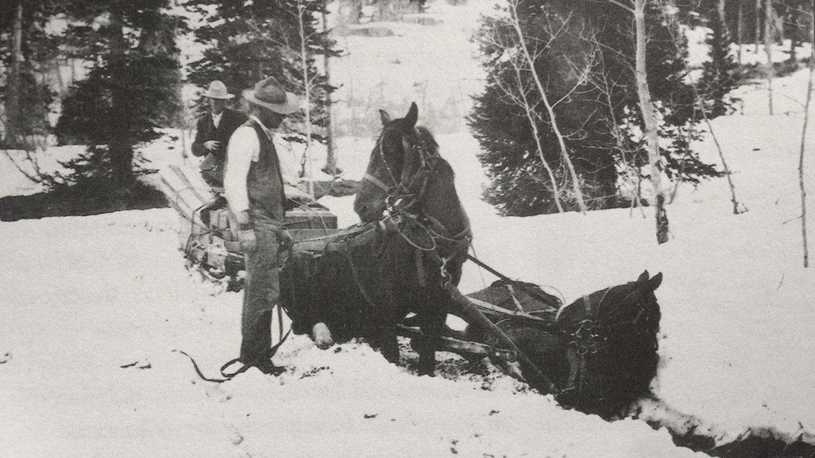 A hardy mail carrier and his team get stuck in soft snow over Teton Pass in May 1912.