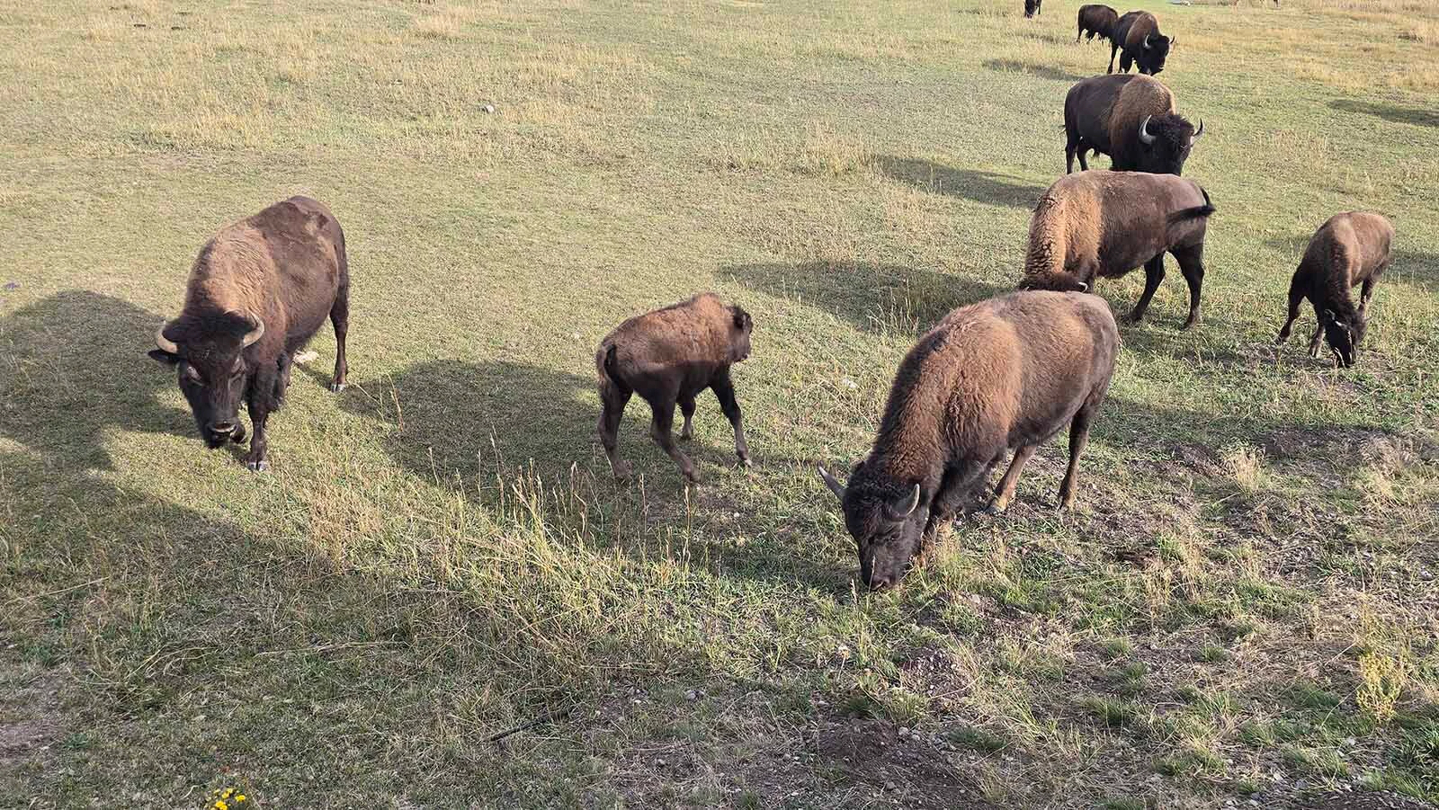 Bison graze on grasses in Grand Teton National Park.