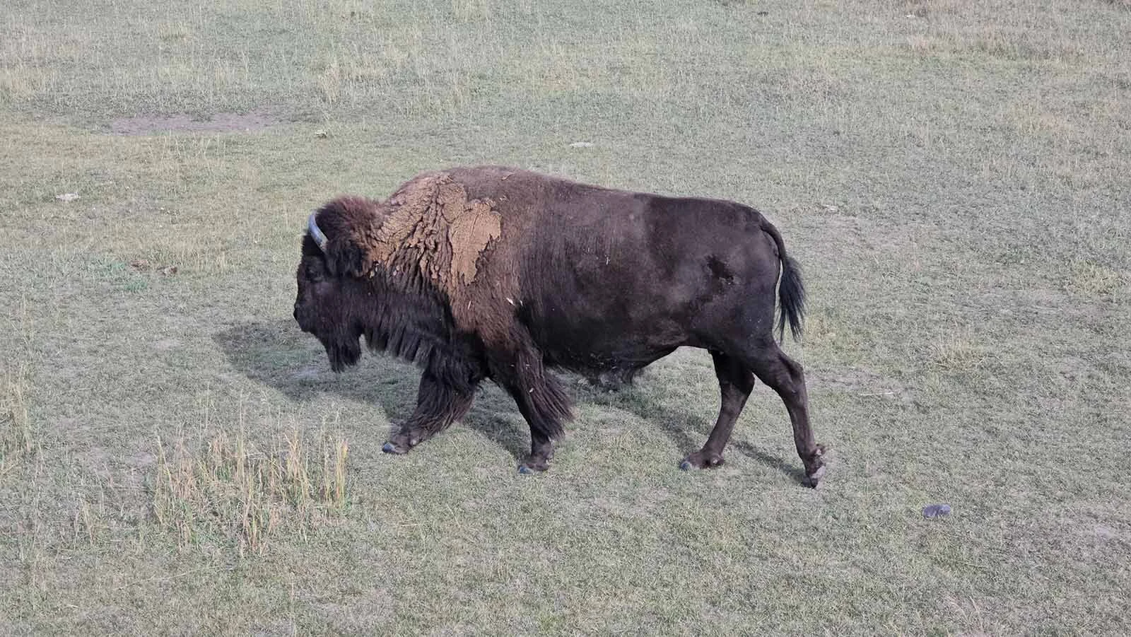 A bison with mud on its shoulder in Grand Teton National Park.