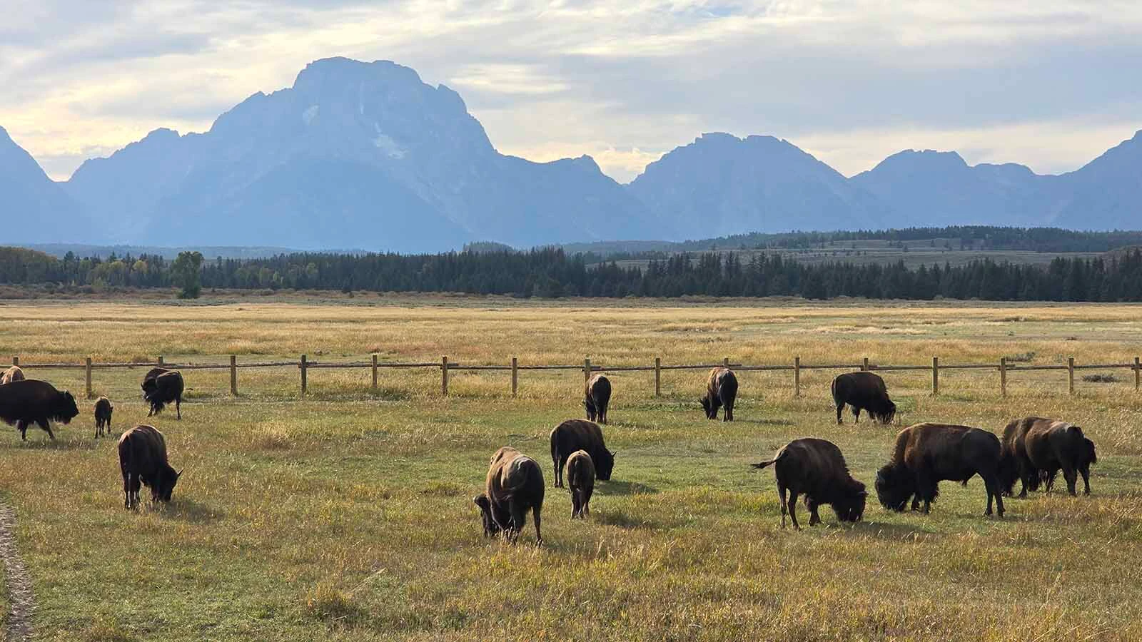 Bison graze on grasses in Grand Teton National Park.