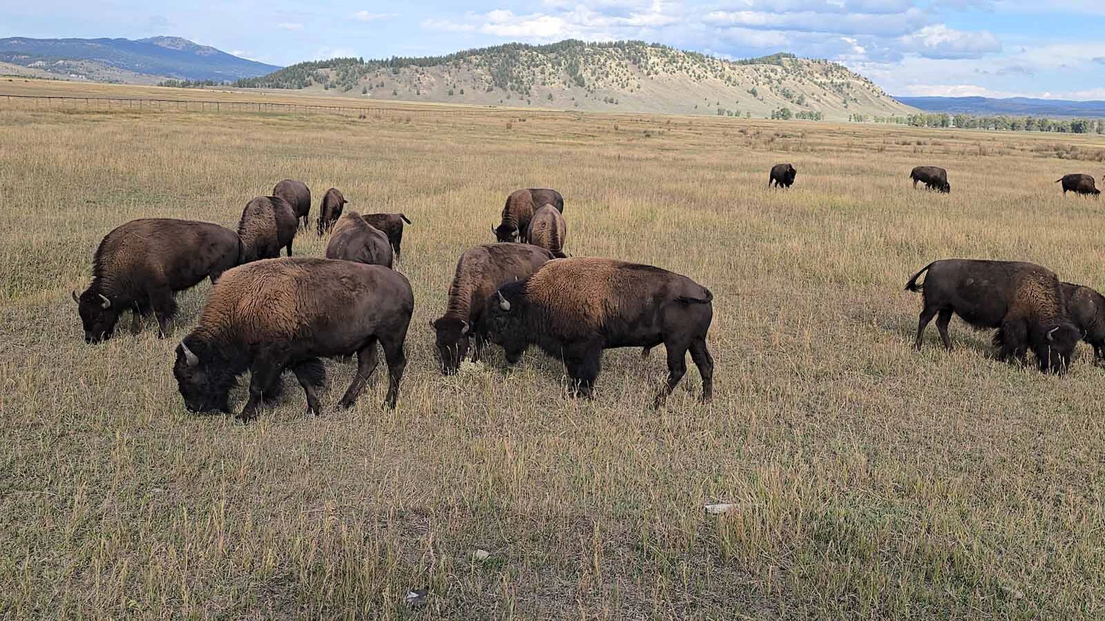 Bison graze on grasses in Grand Teton National Park.