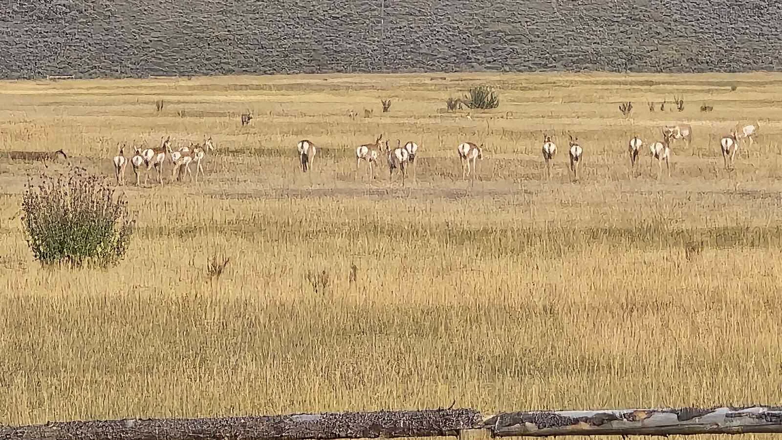 Part of a massive herd of pronghorn in Grand Teton National Park.