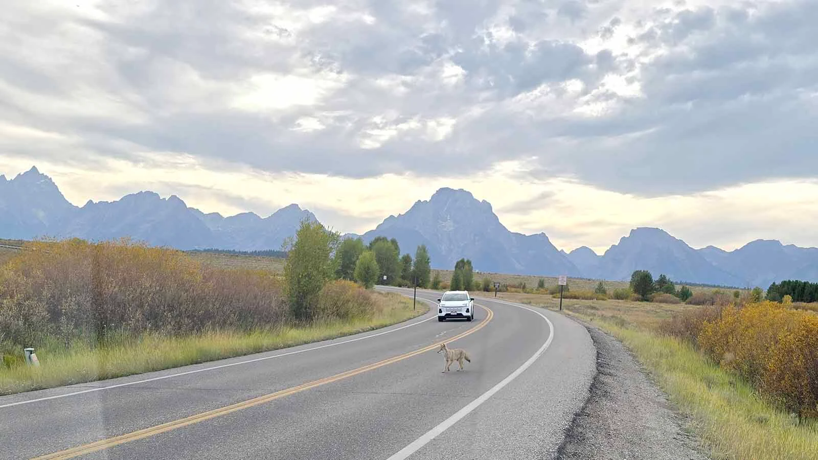 A coyote runs out into the road, then around the back of the vehicle Cowboy State Daily was in, before disappearing into the tall grass for good.