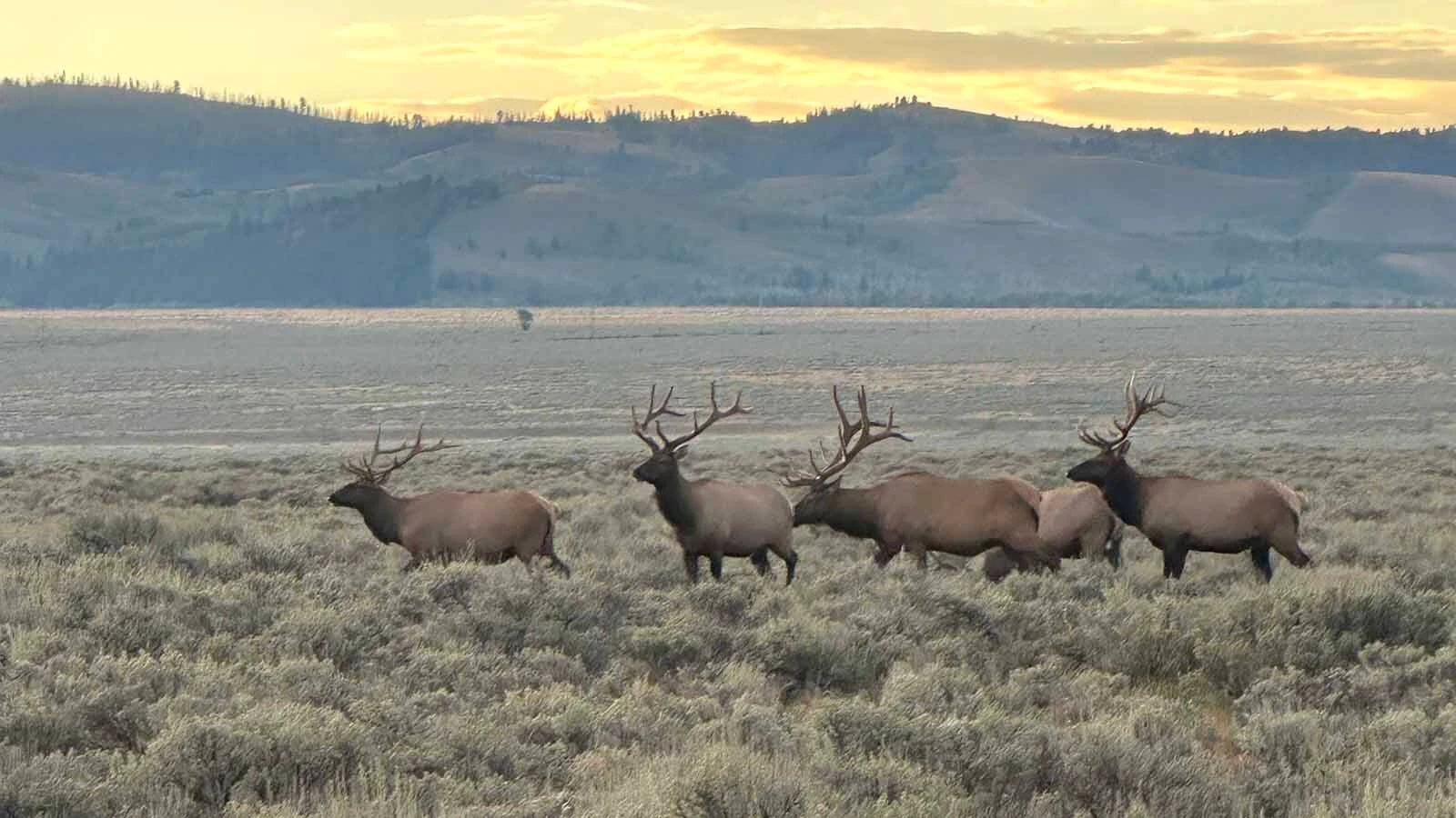 Many out-of-state visitors to Jackson Hole expect a Western experience, but aren't prepared for how Wyoming operates on its own level and swagger.