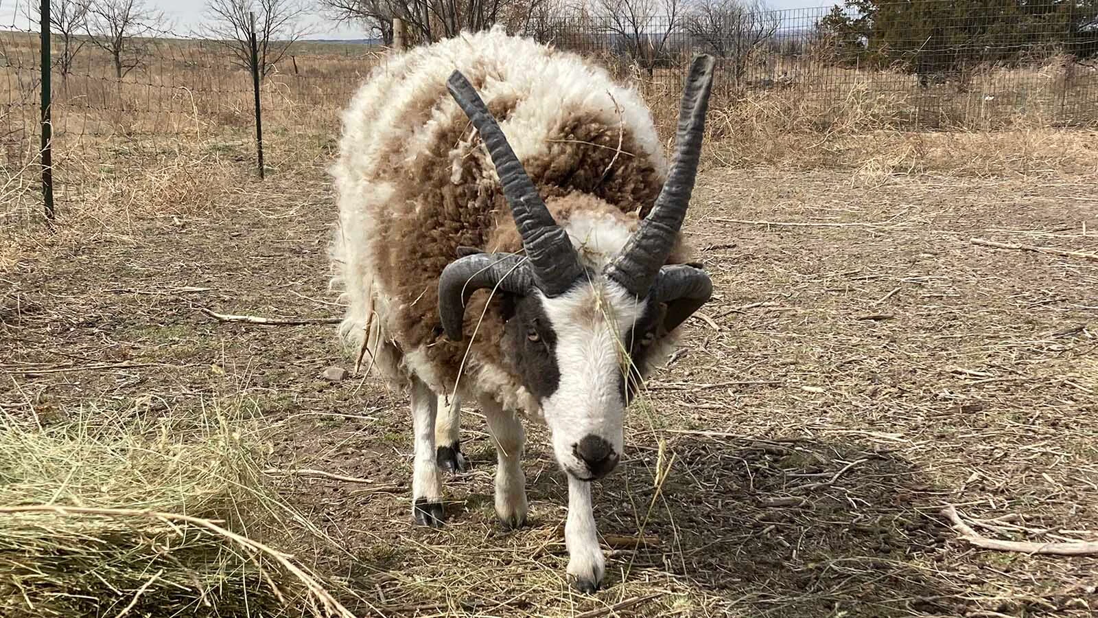 Timothy Barkman raises the rare heritage breed on his family's 105-year-old homestead. They're an the ancient breed that looks part biblical legend and part heavy-metal mascot.