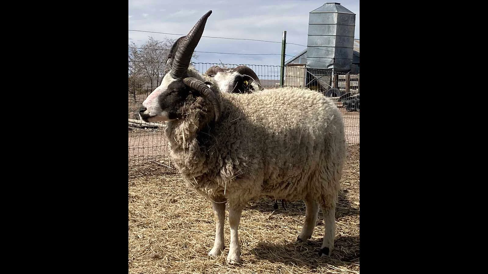 Jacob sheep can naturally grow two, four or even six horns, making them one of the world's most distinctive sheep breeds.