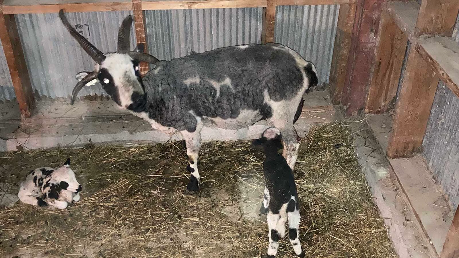 Timothy Barkman says lambs are about the size of a house cat when they're born and are one of his favorite parts of raising the rare heritage breed.