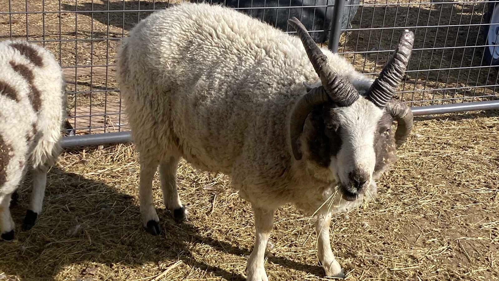 The breed's striking horns first caught Timothy Barkman's attention years ago and inspired him to begin raising the rare heritage sheep.