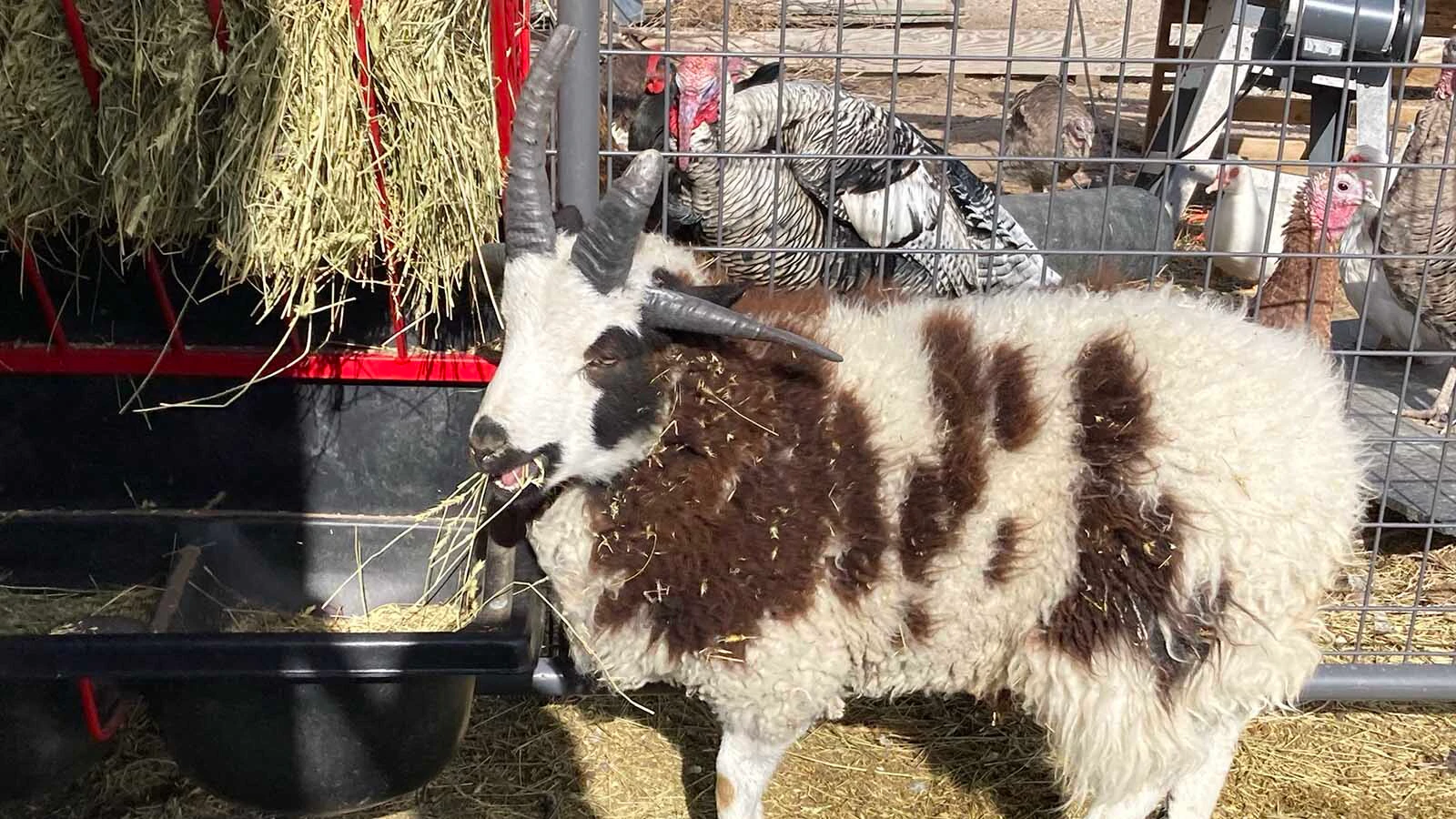 Timothy Barkman raises the rare heritage breed for its wool, meat and distinctive horns, with every sheep producing a one-of-a-kind fleece pattern.