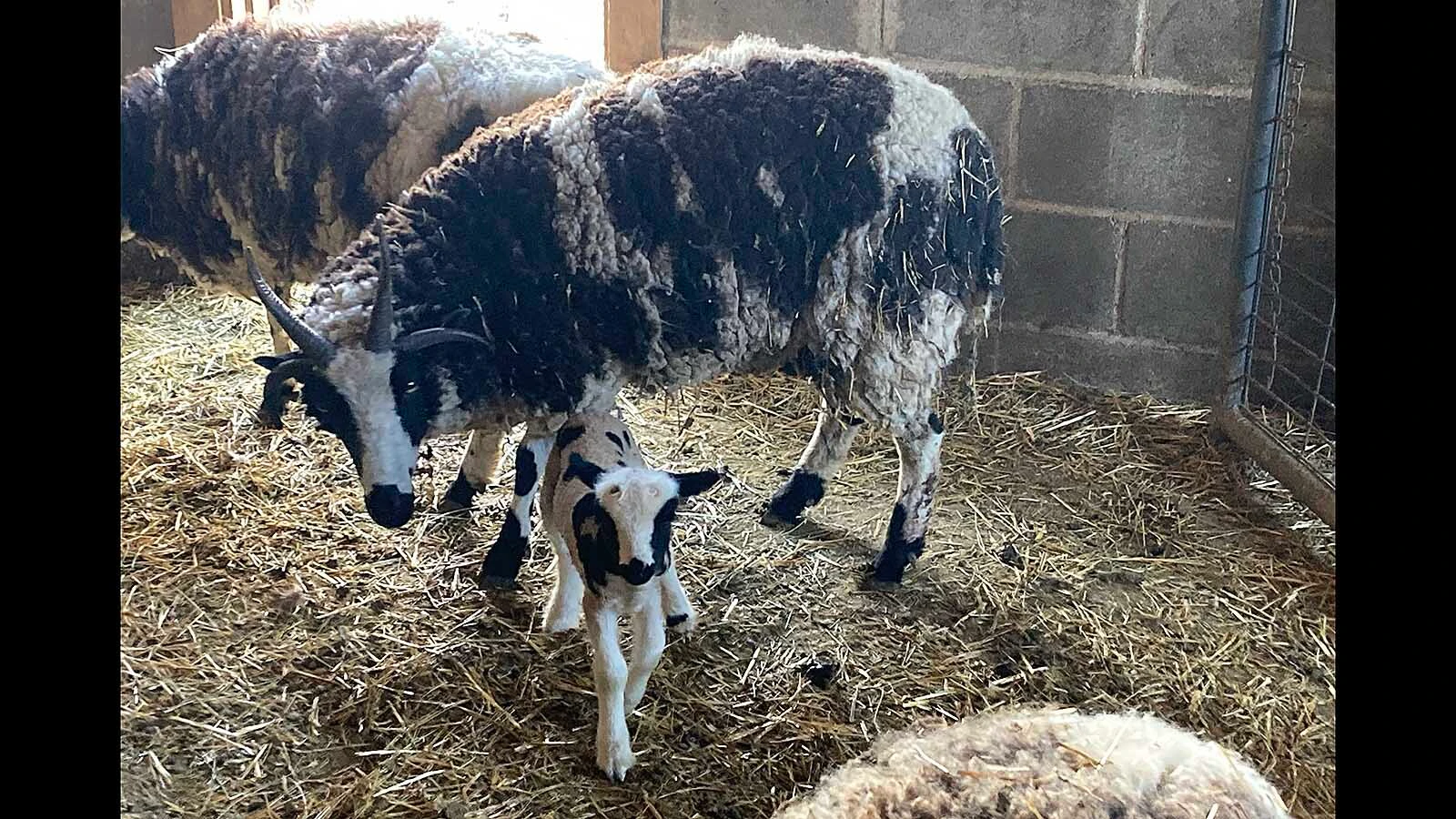 Timothy Barkman says protecting newborn lambs from predators such as coyotes, hawks and owls is one of the biggest challenges of raising the rare breed.