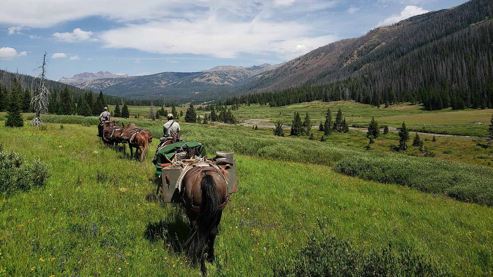 The group rides through the meadows in the valley of the Thorofare during the Jaggar Rephotography pack trip in August 2024.