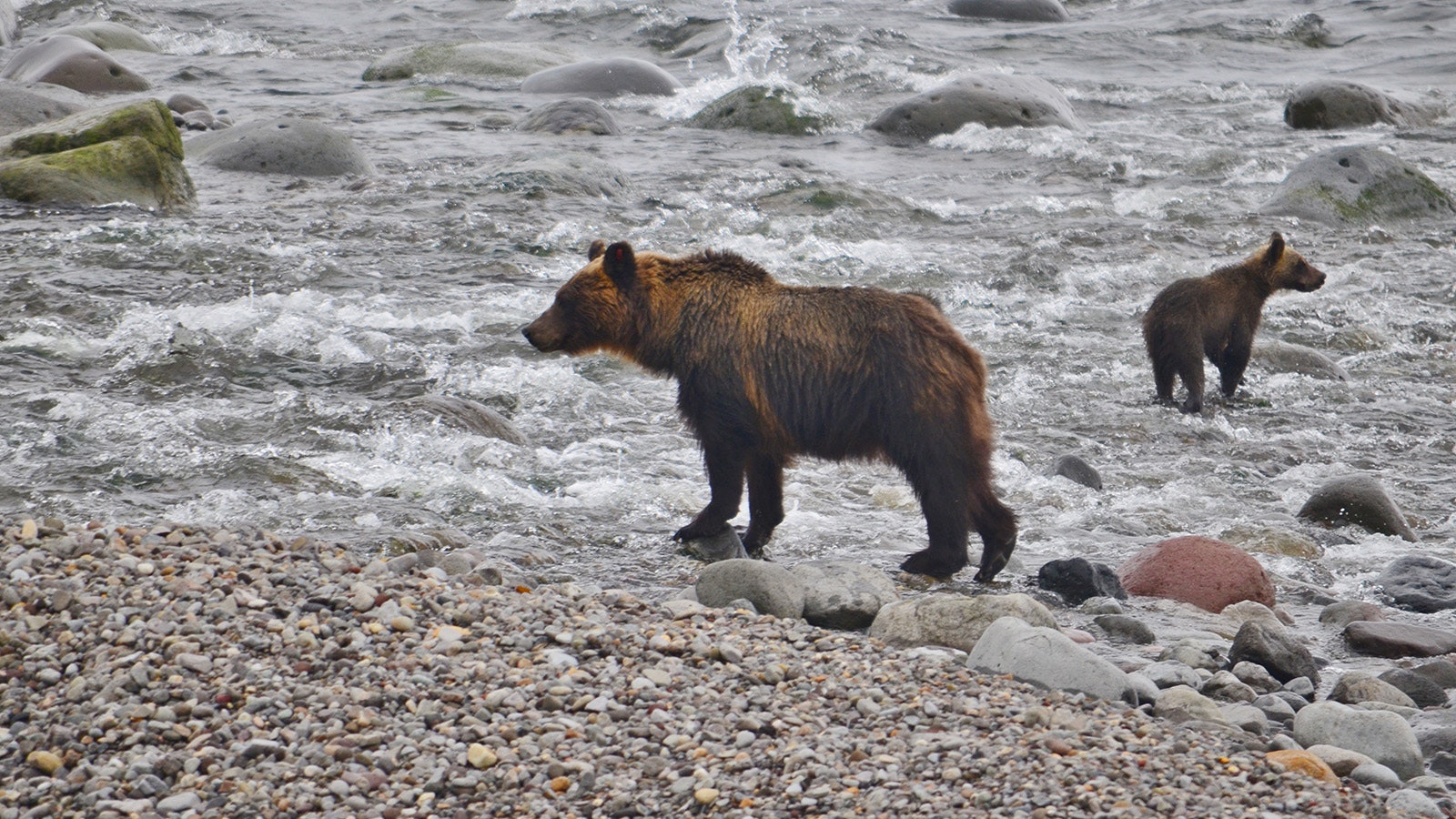 Japan’s brown bears are essentially the same species as Wyoming’s grizzlies. This mother and cub were skinny because the late-summer pink salmon run they were waiting for was late.