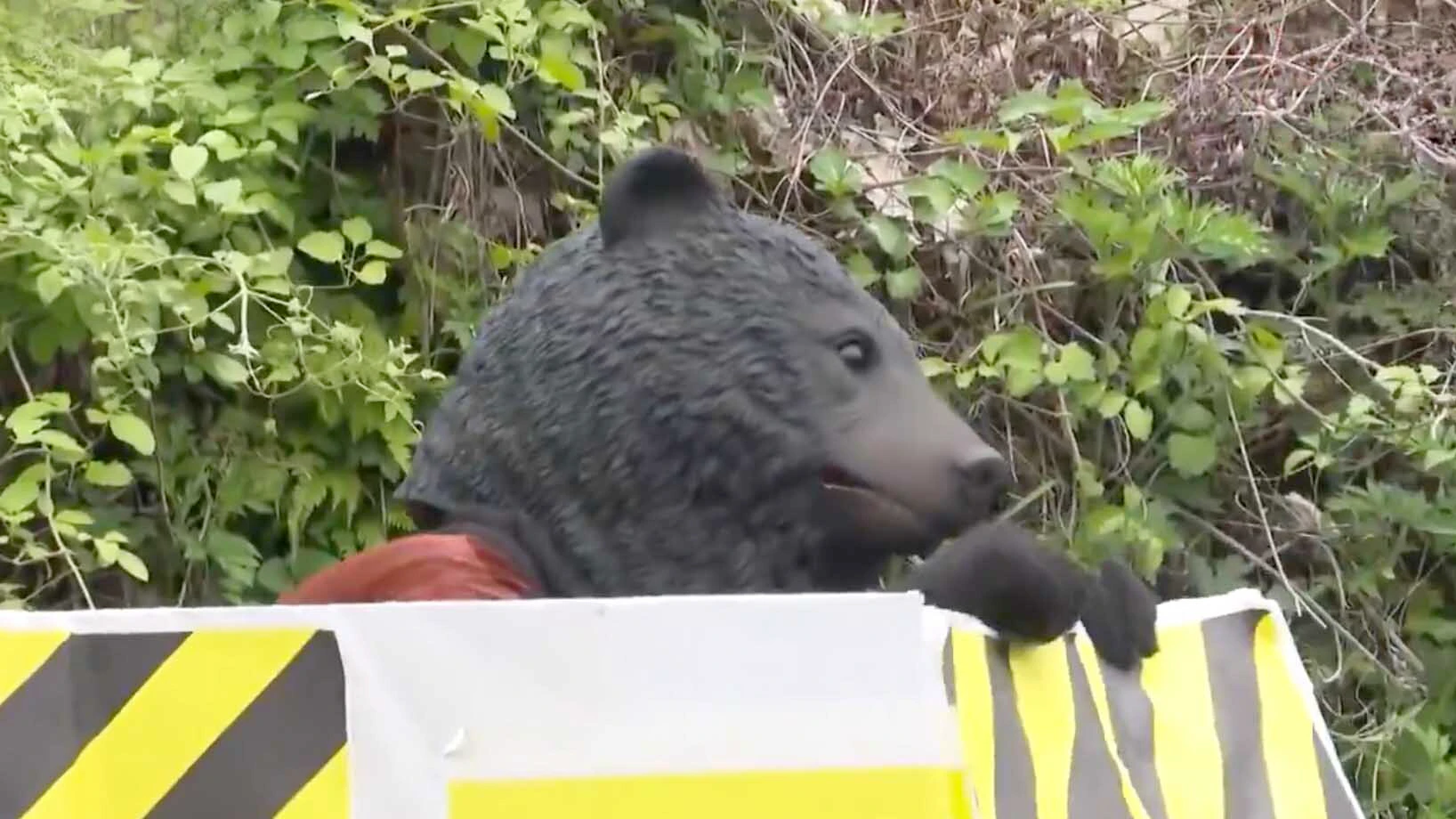 In Japan, civilians are being trained to respond to a growing number of bear attacks by shooting darts at a man in a bear suit.