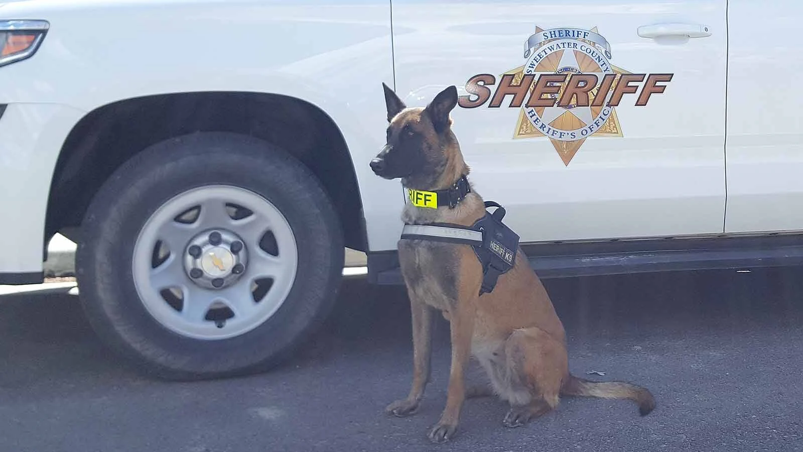 When the Sweetwater County Sheriff Office considered putting K-9 Jara’s name on her special sheriff unit, they were told there had been a hit ordered on Jara. So rather than advertise what unit the dog was in, the idea was scrapped. She retired in 2023 and passed away in April 2026.