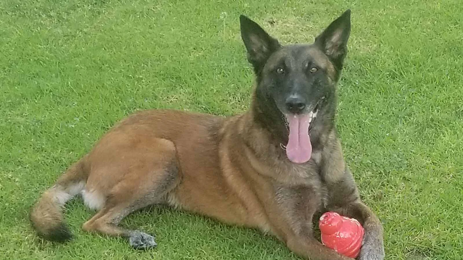 K-9 Lieutenant Jara would be awarded with toys for a job well done, whether that was apprehending a fugitive or locating a lost person.