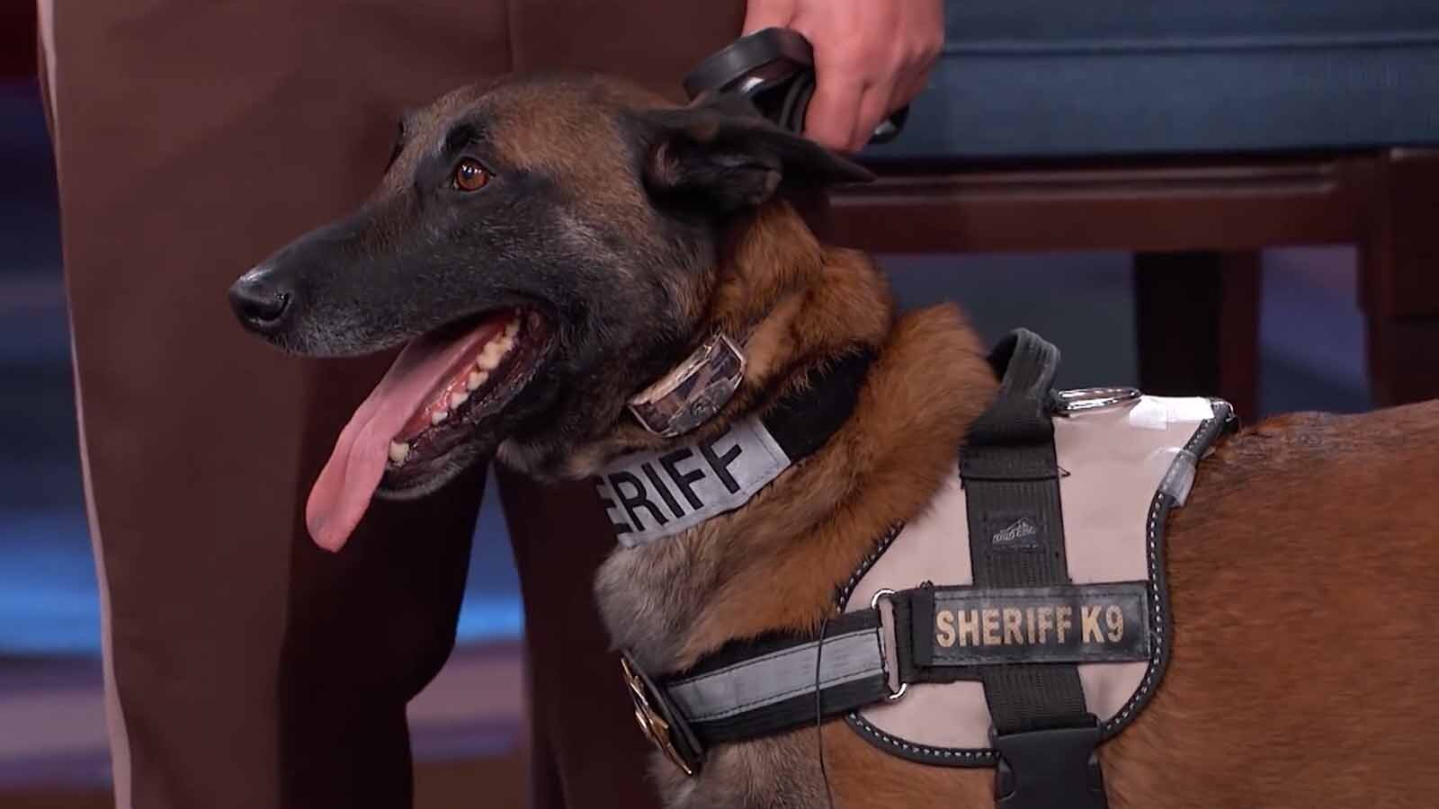 Sweetwater County Sheriff’s Office Lieutenant Jara was so good at sniffing out drugs, a Mexican cartel put out a hit on her. The K-9 also saved lives and was on the “Dr. Phil” show. That’s why she got a hero’s sendoff when she died earlier this month.