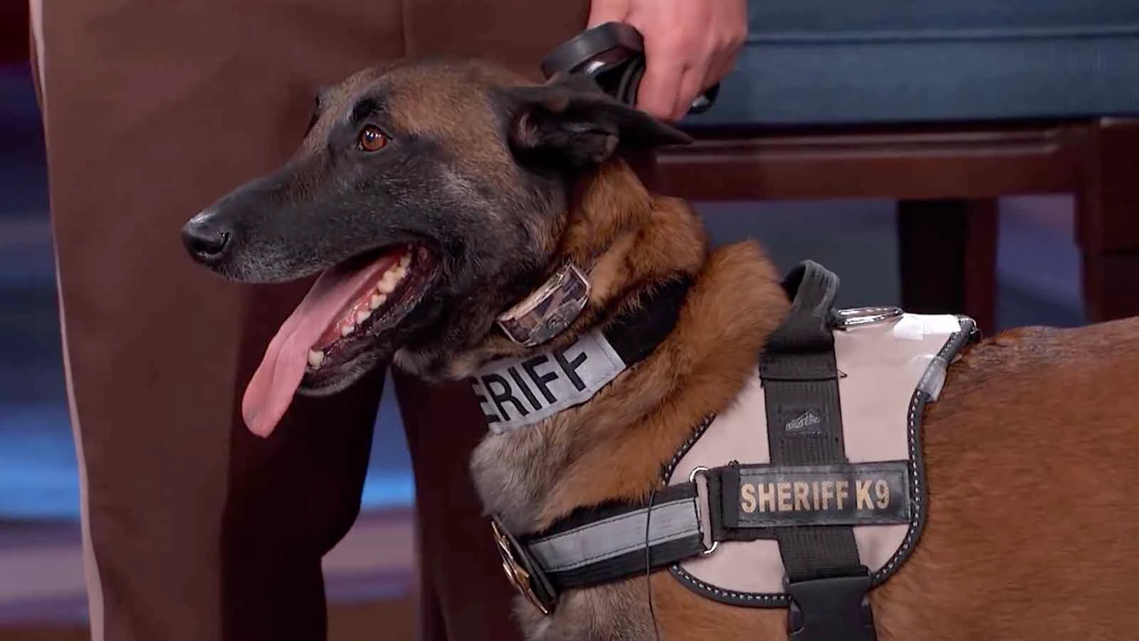 Sweetwater County Sheriff’s Office Lieutenant Jara was so good at sniffing out drugs, a Mexican cartel put out a hit on her. The K-9 also saved lives and was on the “Dr. Phil” show. That’s why she got a hero’s sendoff when she died earlier this month.