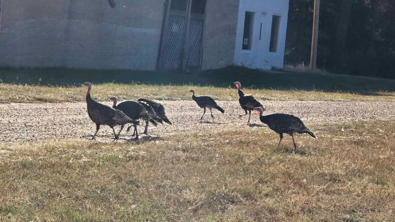 A flock of turkeys decided to take a stroll down Main Street. The kitty is not visible from this angle, but is watching from around the corner, hiding in the ring of trees.