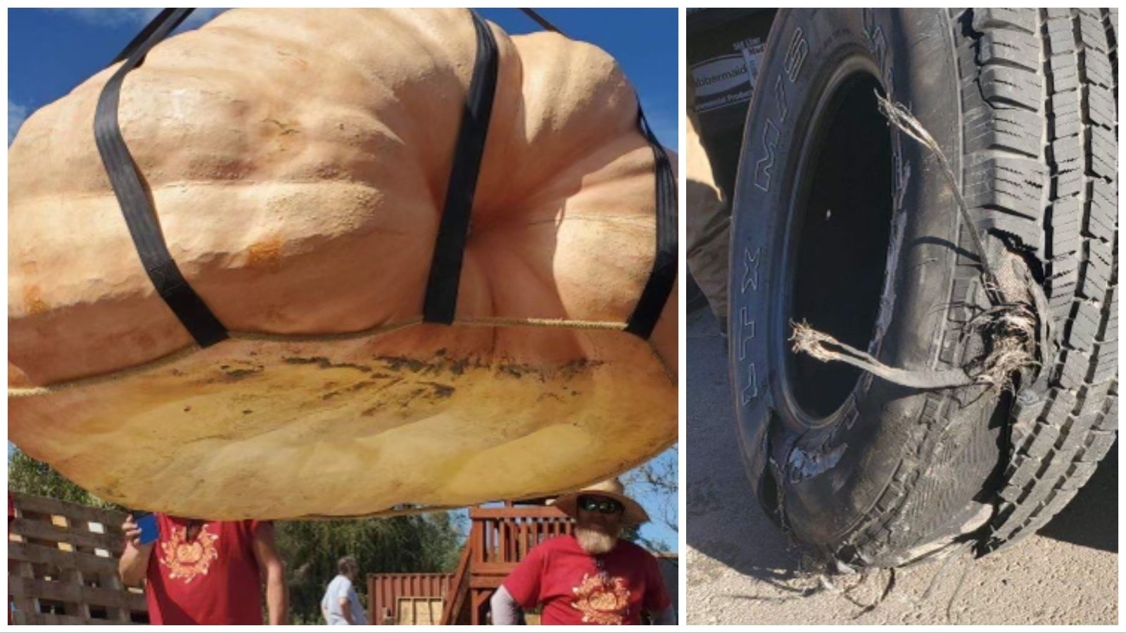 "Joanie," Jay Richard's 1,686-pound behemoth of a pumpkin, was so heavy she blew out a tire on the freeway heading to a Colorado weigh-off.