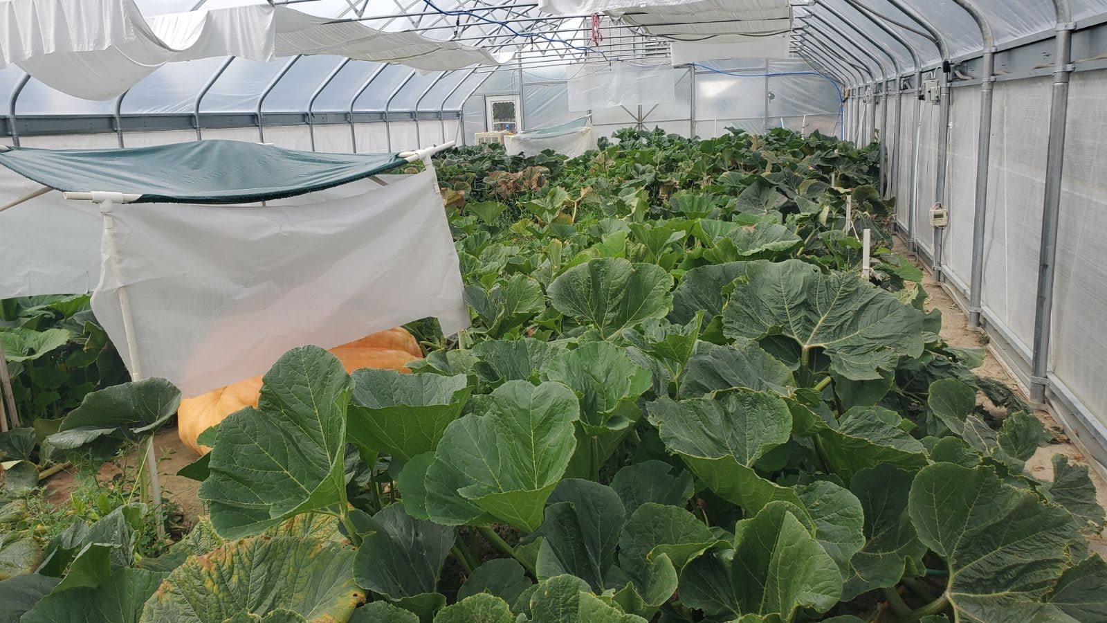 After a record year for growing humongous pumpkins in Wyoming last year, this summer has been “very, very difficult," said Jay Richard.