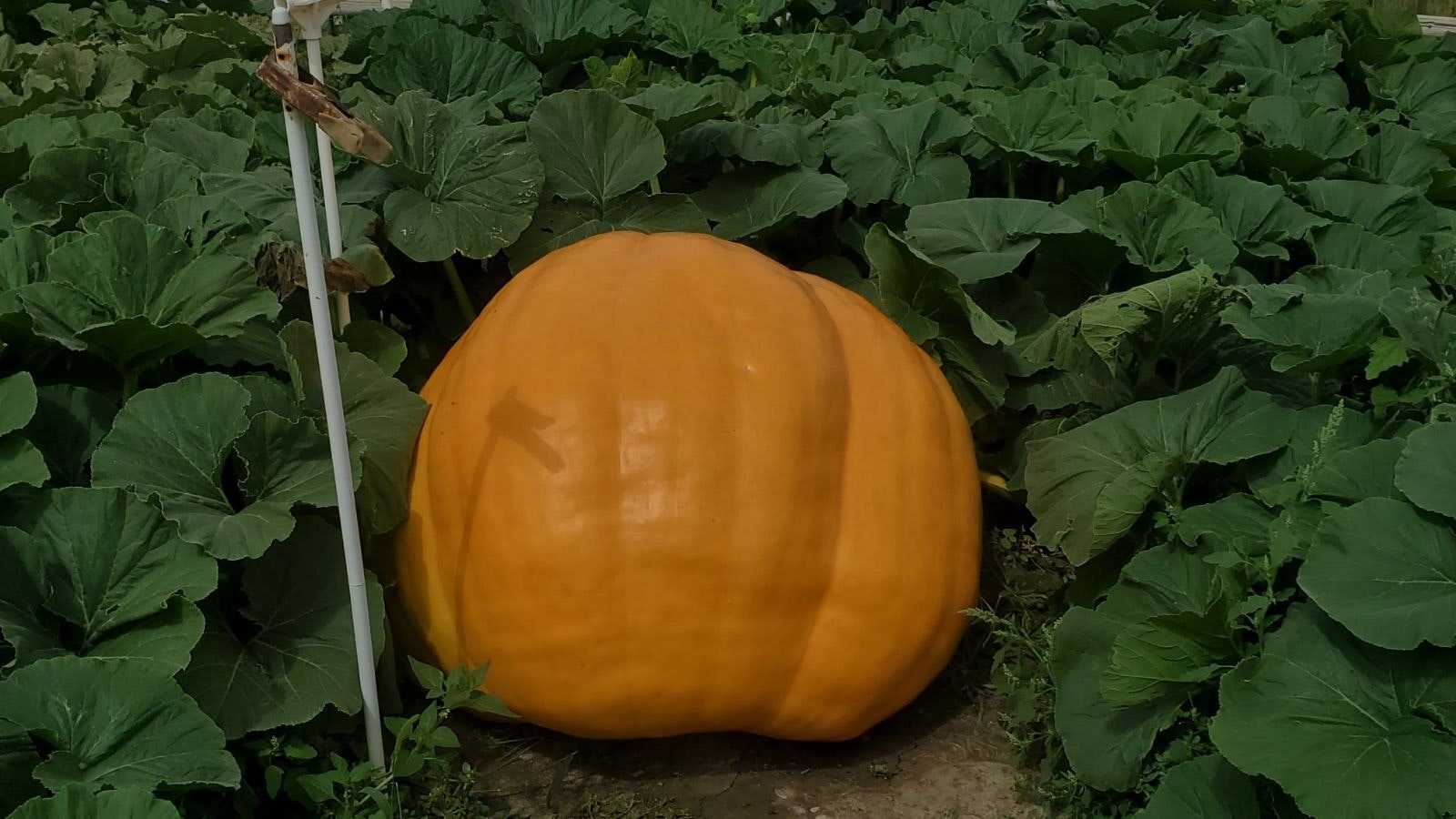 After a record year for growing humongous pumpkins in Wyoming last year, this summer has been “very, very difficult," said Jay Richard.