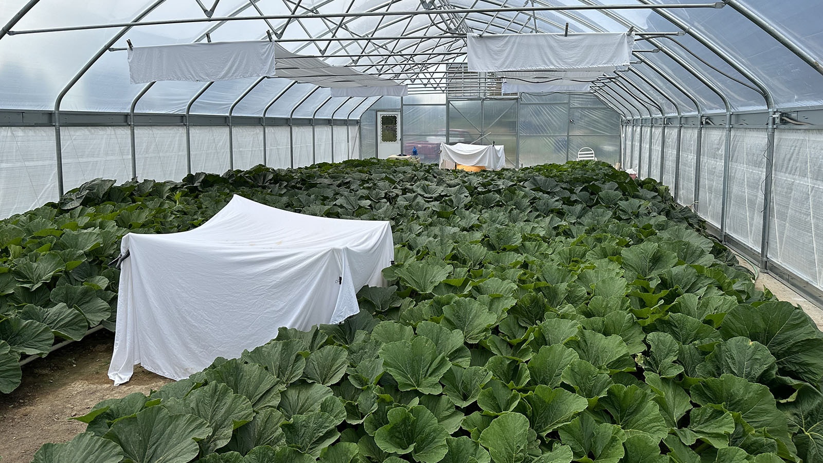 The interior of the custom greenhouse Richards built for two pumpkin plants, as each requires the space of a two-car garage to grow well.