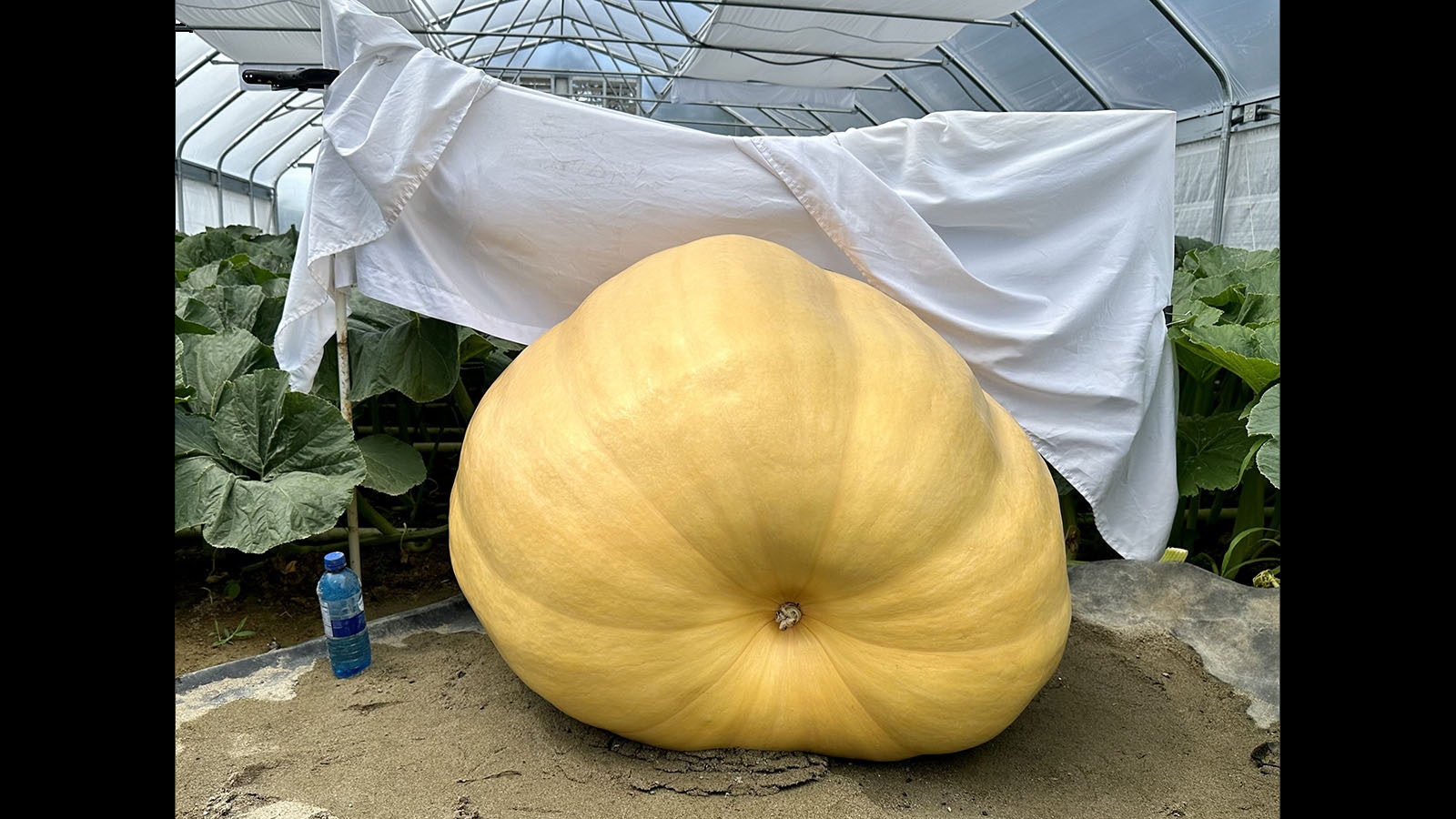 "Joanie Cunnigham" is the smaller of two pumpkins in the greenhouse. The blankets keep the sun off the pumpkin's surface, keeping it soft so water can keep filtering in.