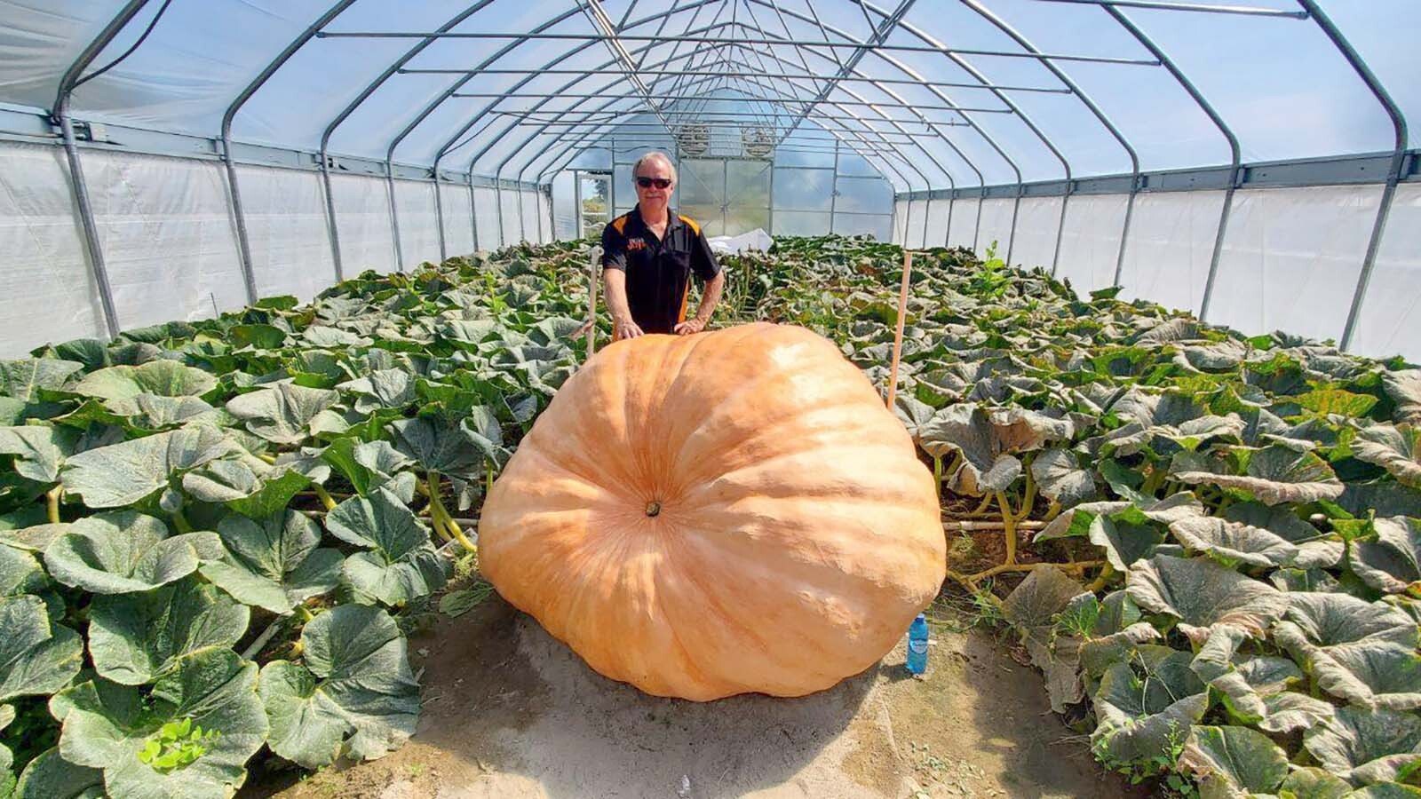 Jay Richard and "Marion," his 1,700-pound pumpkin in his P2K greenhouse in Worland. This is the first year Richard has used the custom-built greenhouse, where he can control the humidity and temperature needed to grow the biggest pumpkins possible. He won't reach 2,000 pounds this year, but he learned enough to get there in the future.