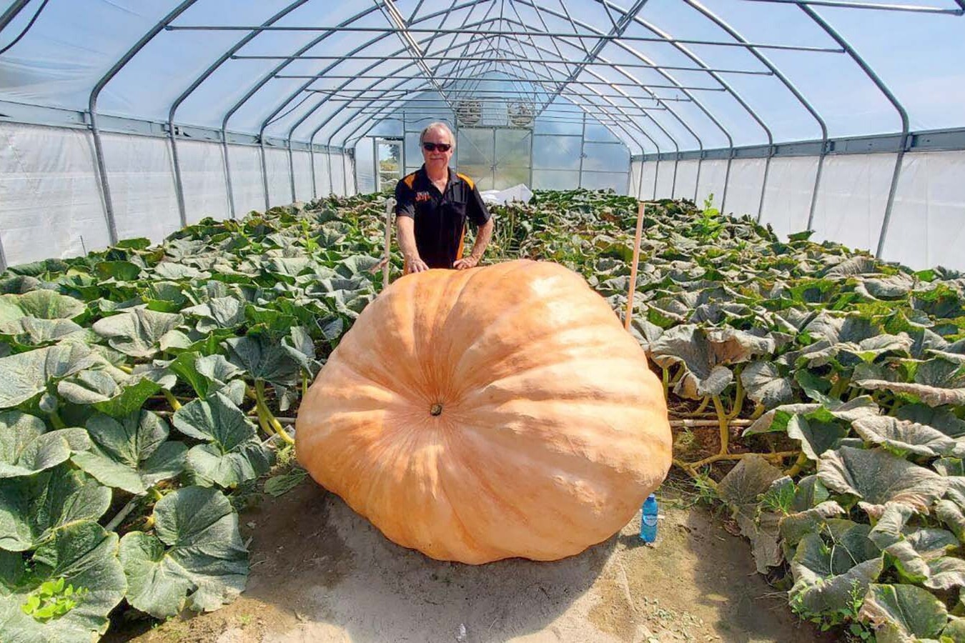 Jay Richard and "Marion," his 1,700-pound pumpkin in his P2K greenhouse in Worland. This is the first year Richard has used the custom-built greenhouse, where he can control the humidity and temperature needed to grow the biggest pumpkins possible. He won't reach 2,000 pounds this year, but he learned enough to get there in the future.