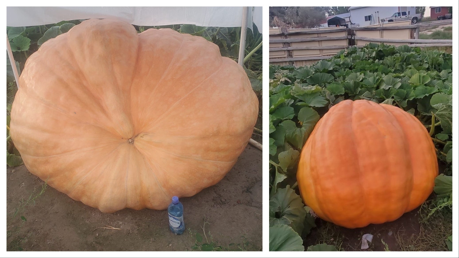 A pair of huge pumpkins Jay Richard is growing at his home in Worland, Wyoming.