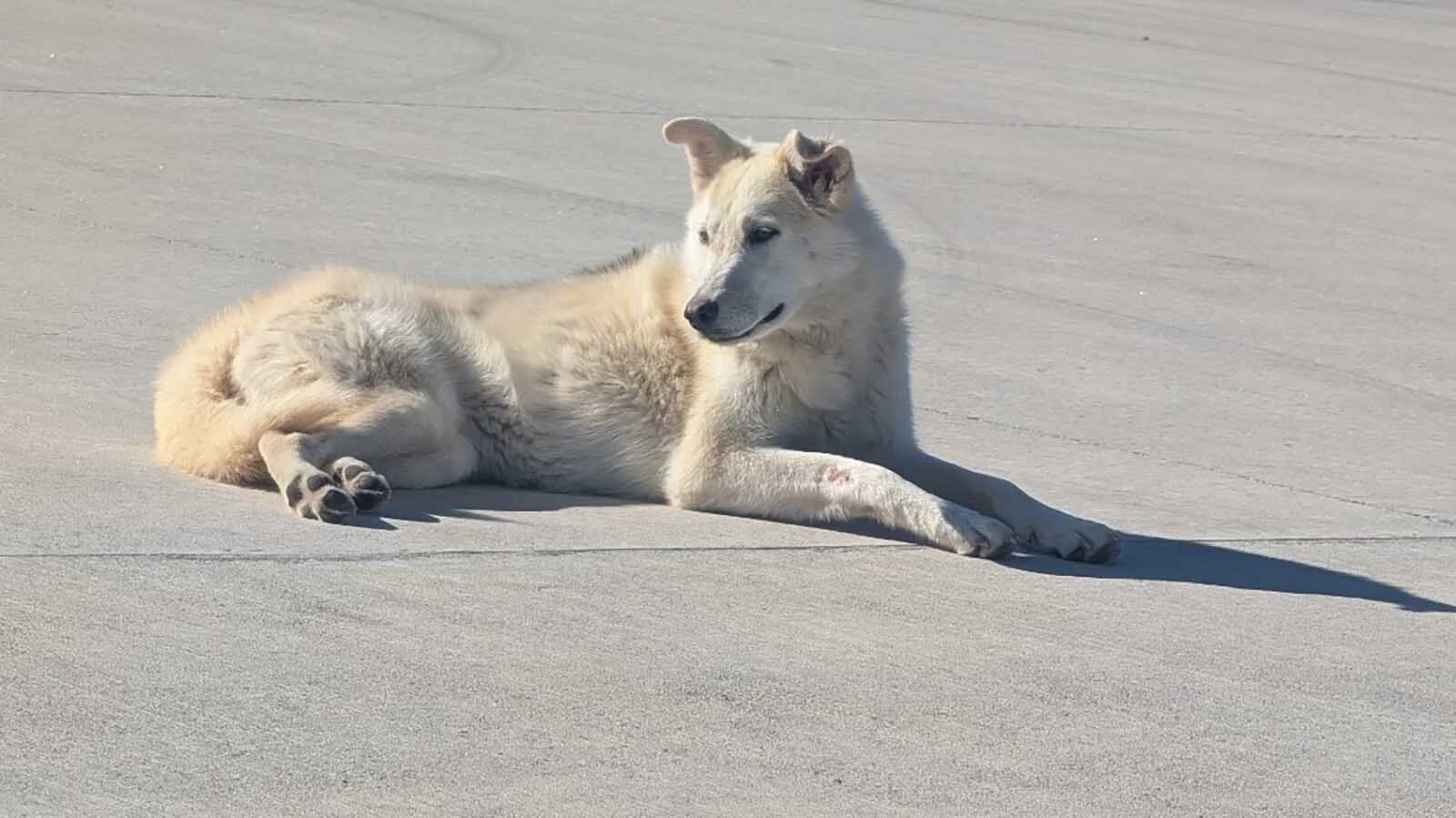 The stray, named Diya, laying on concrete at the Split Rock Rest Area where volunteers have been working to catch her for three weeks.