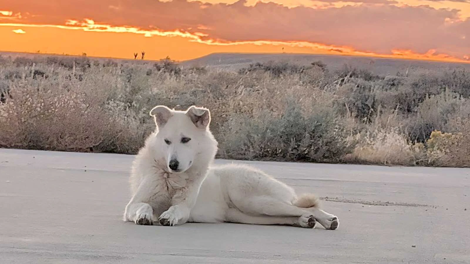 The stray, named Diya, lies on the concrete at the Split Rock Rest Area as the sun sets. Volunteers have spent three weeks trying to catch her. 