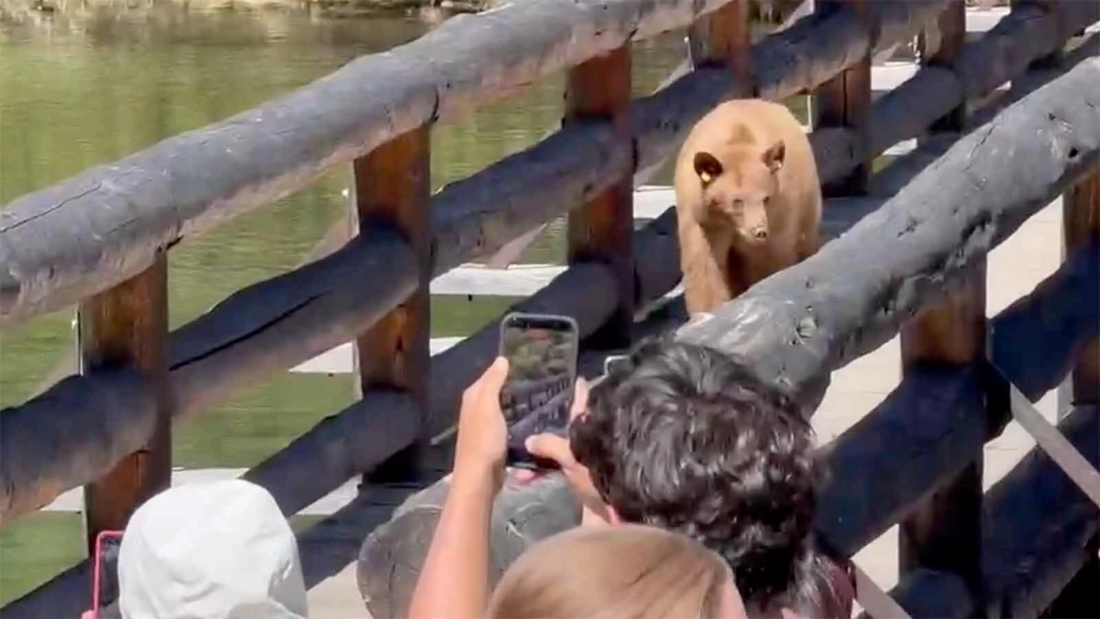 A black bear strolled to within a few feet of a crowd of tourists at the Jenny Lake boat shuttle dock in Grand Teton National Park. Luckily, the bear and the tourists all behaved themselves.