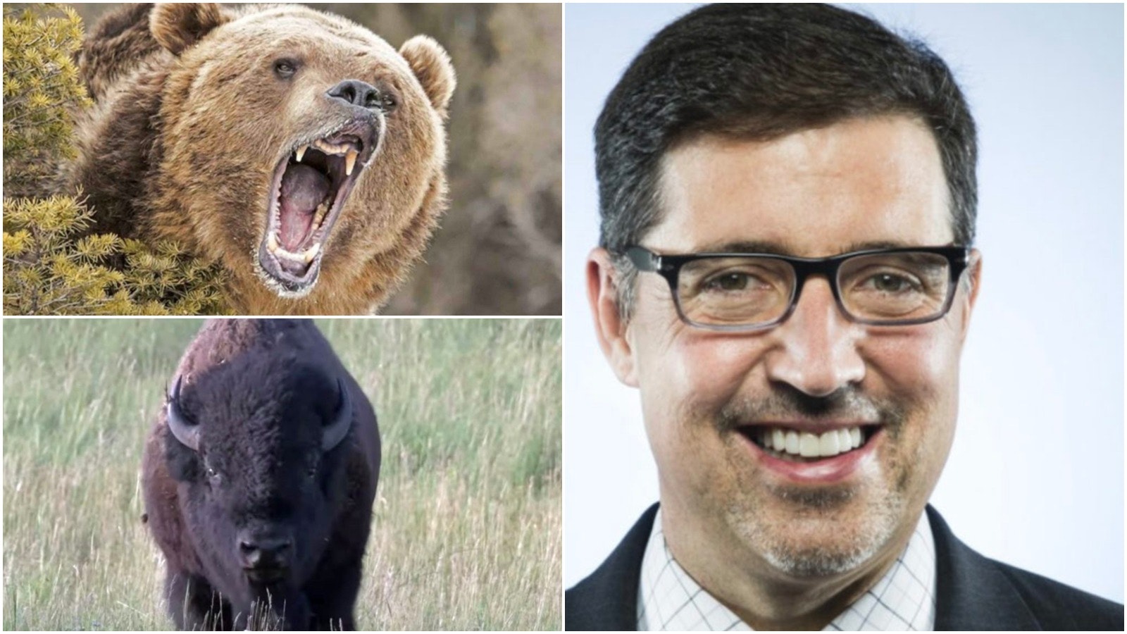 Jimmy Orr bear bison