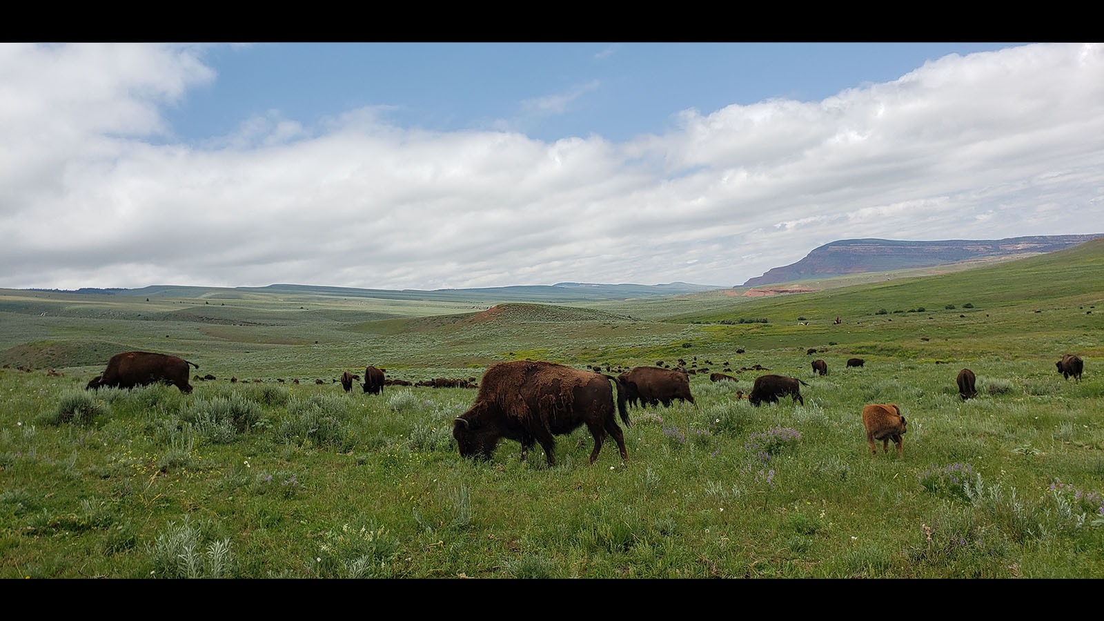 Josh Kirk has 400 head of bison in his Wyoming herd.