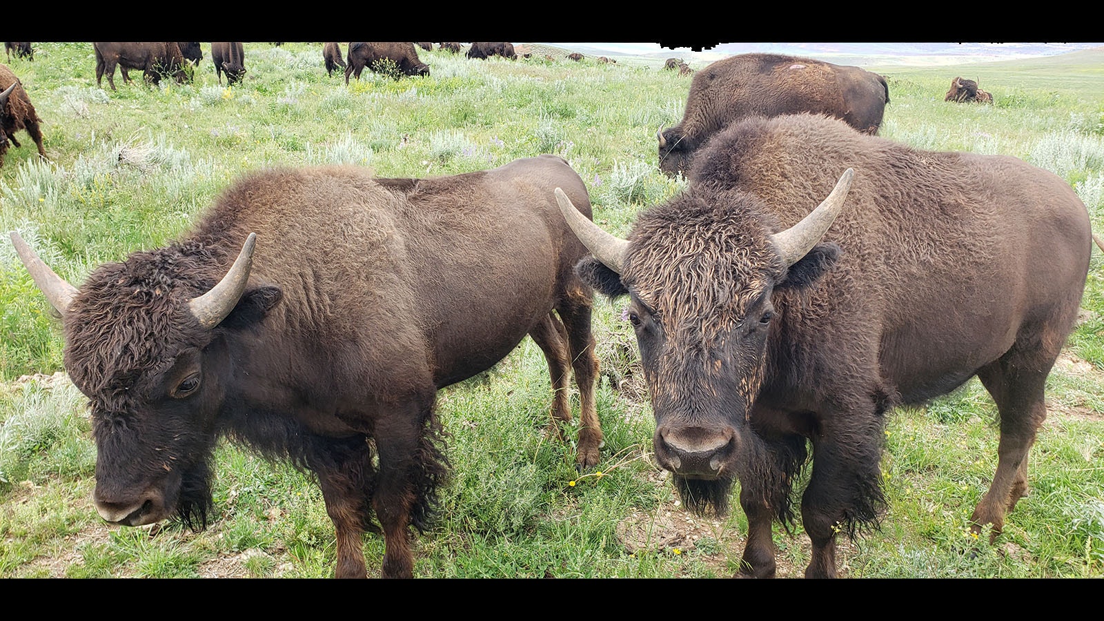 Josh Kirk has 400 head of bison in his Wyoming herd.