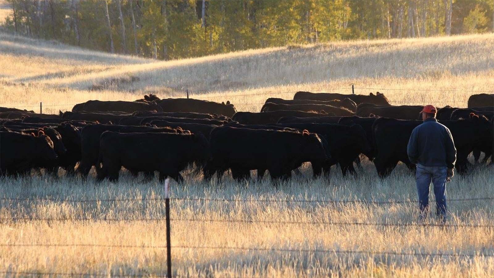 Once an 11-year-old exile from Fidel Castro’s Communist Cuba, Juan Reyes was recently named to the Wyoming Agriculture Hall of Fame. Juan Reyes knew nothing about the U.S. when he arrived, but says ranching in Wyoming became his American dream.