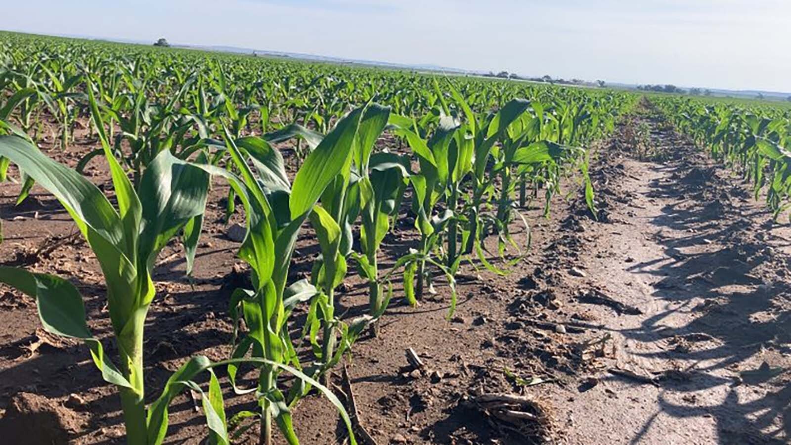 The MR Angus Ranch can grow corn thanks to the local irrigation district.