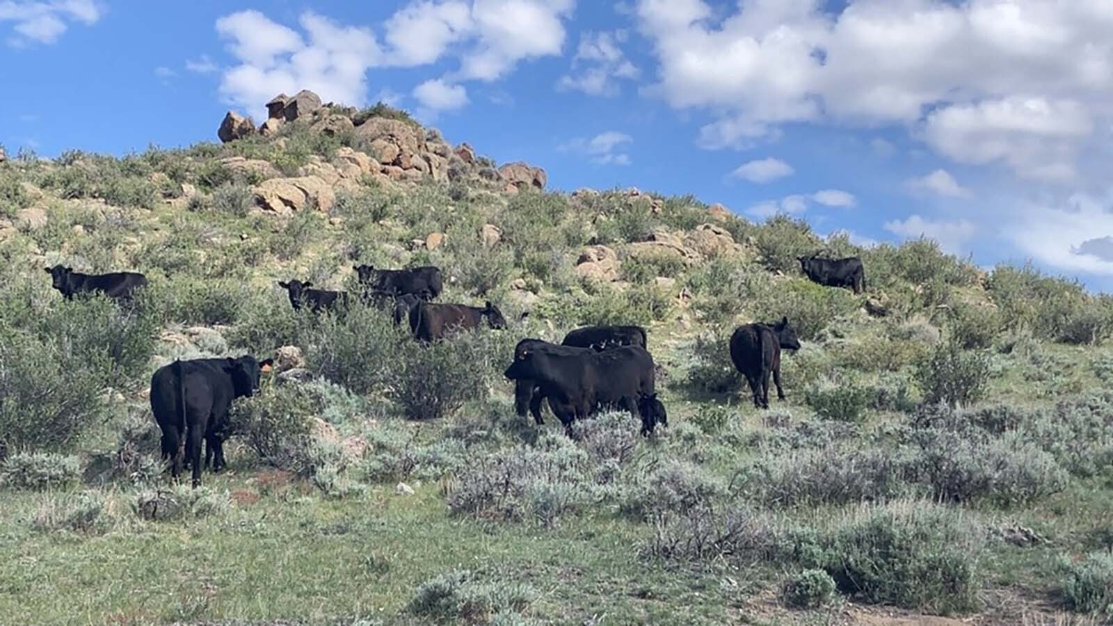 Cattle on the MR Angus Ranch spend part of their year at Tie Siding, getting acclimated to high elevations.