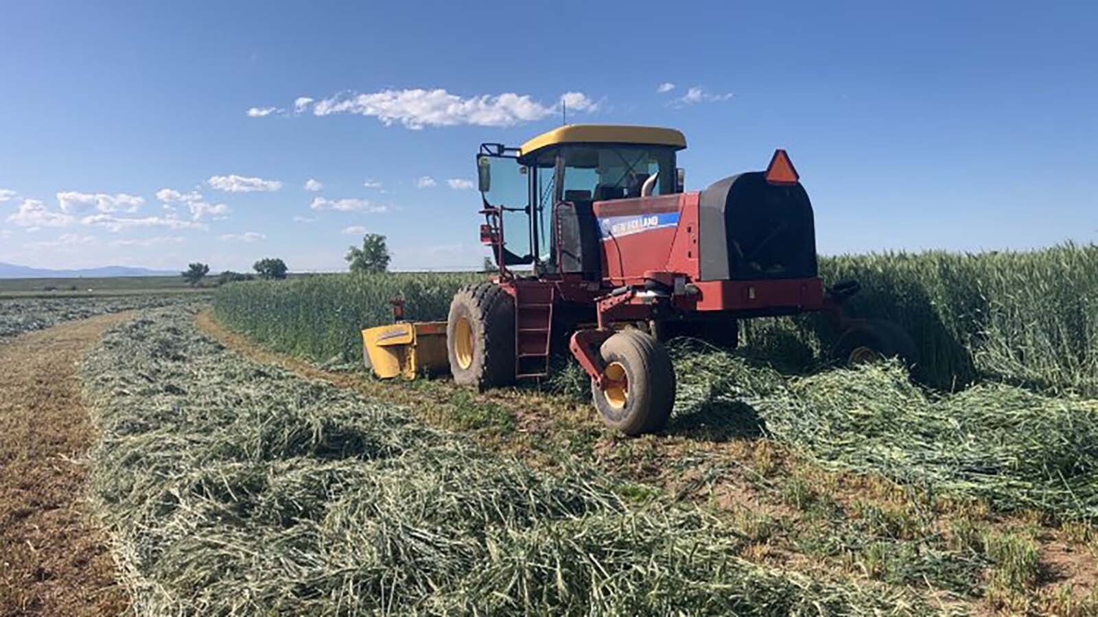 The MR Angus Ranch in Wheatland also raises hay for its cattle and horses.