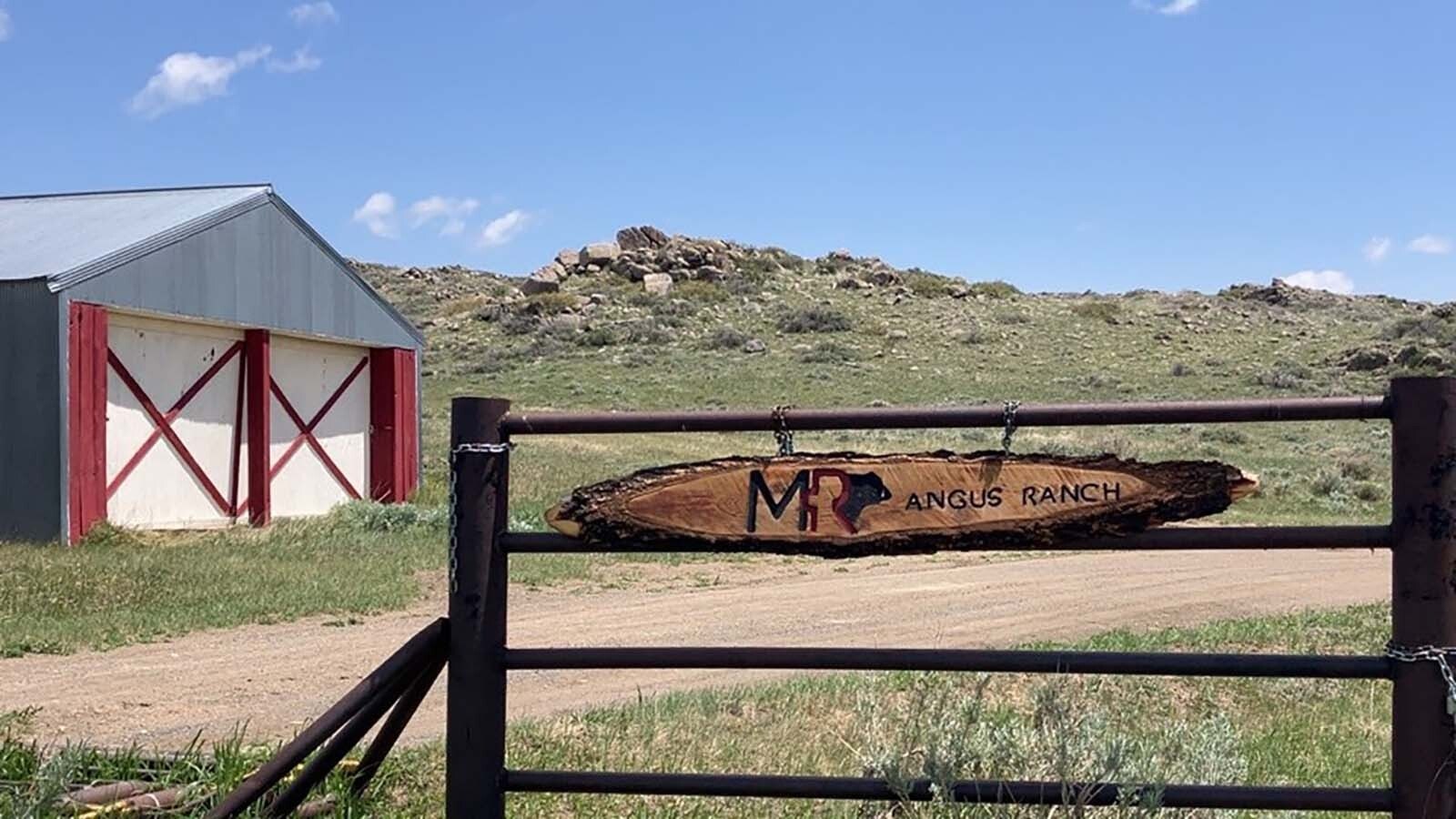The MR Angus Ranch began in 1977 in Tie Siding and Wyoming and then moved to Wheatland, Wyoming.