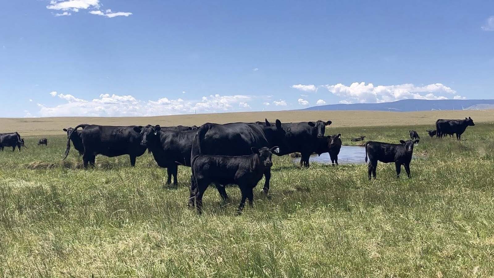The Angus cattle found on the MR Angus Ranch first began with an orgininal 12 registered cows owned by Joni Reyes when the couple married in 1977.