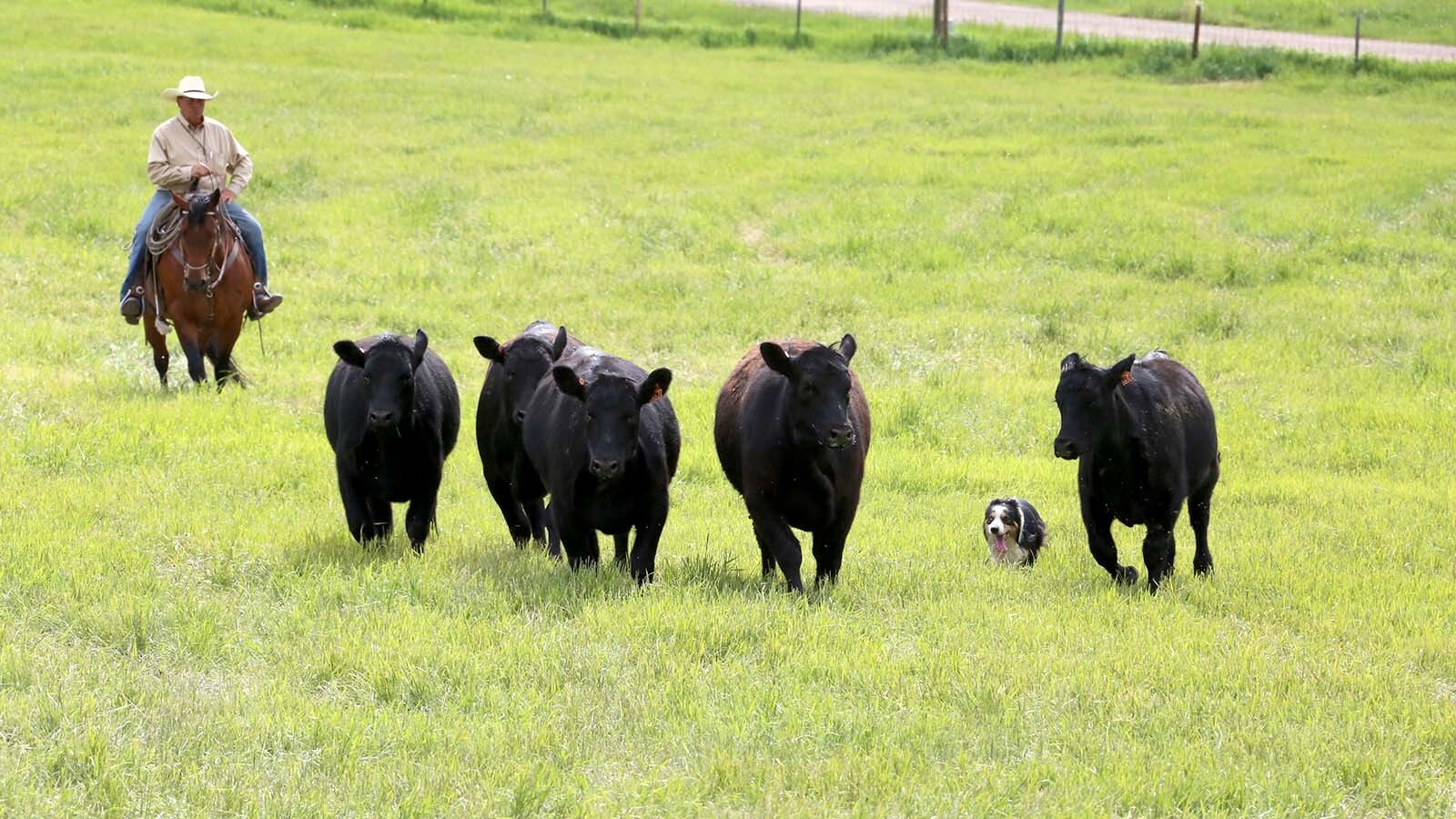 Juan Reyes brings some cattle in with the help of one of this trained border collie dogs.
