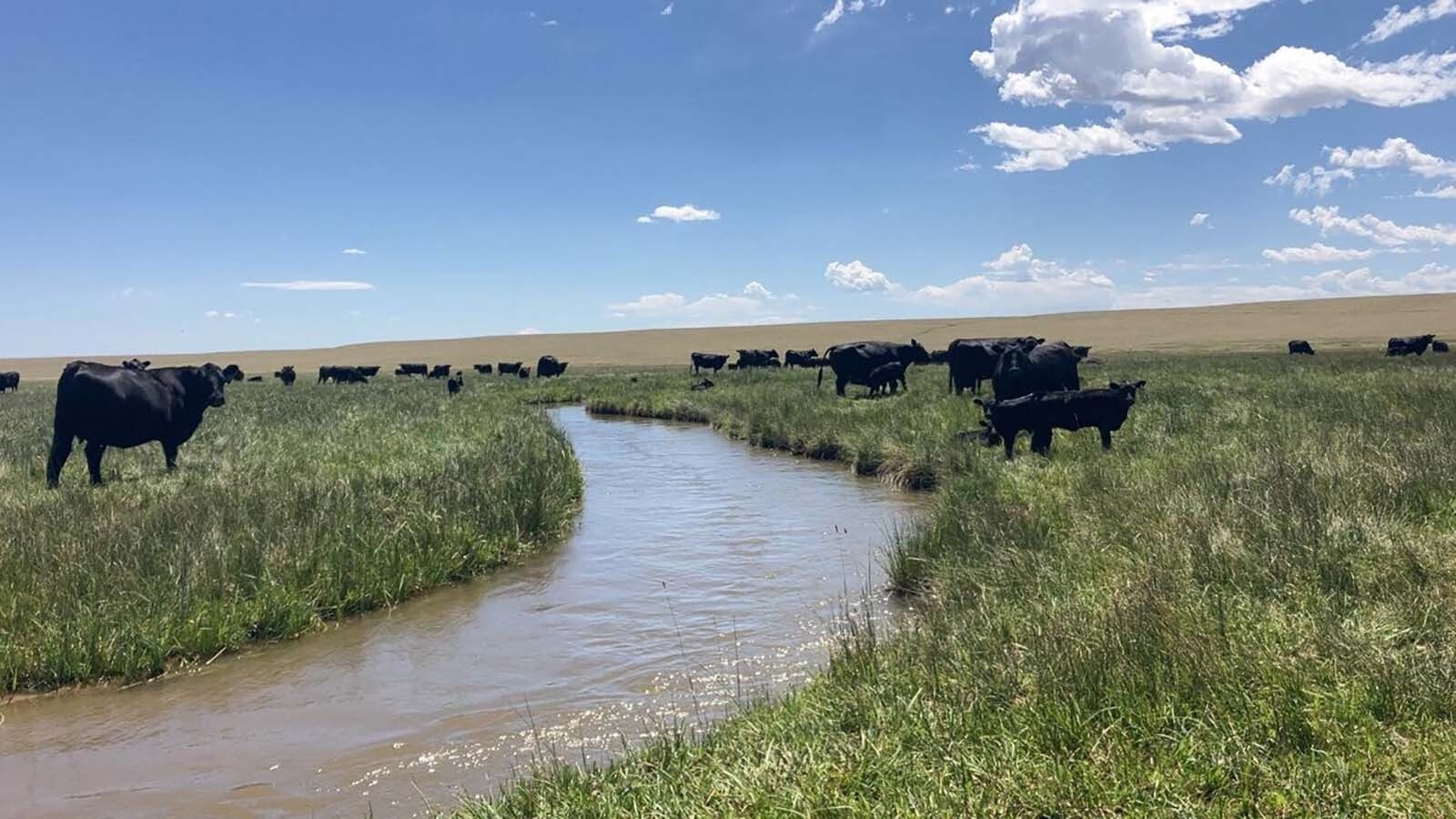 – Cattle at the MR Angus Ranch spend some time near the water.