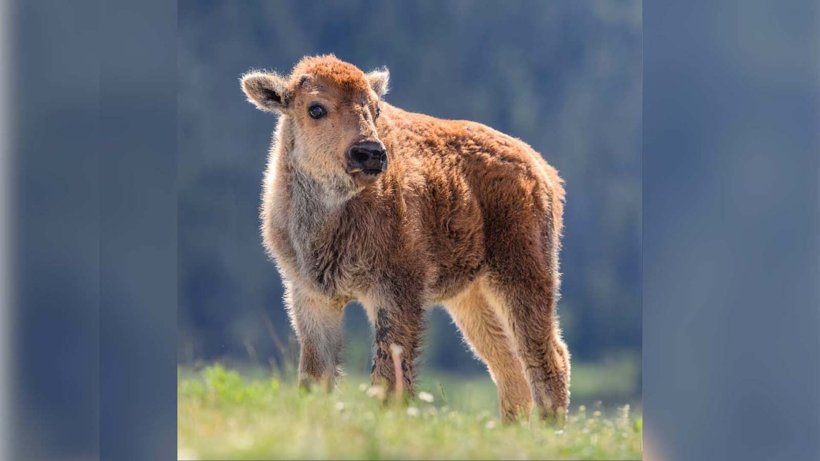 Juli Cook of Cody grew up in the shadow of Yellowstone National Park watching its famous wildlife. Now an emerging photographer, her debut book marries her breathtaking wildlife images and the stories behind the photos.