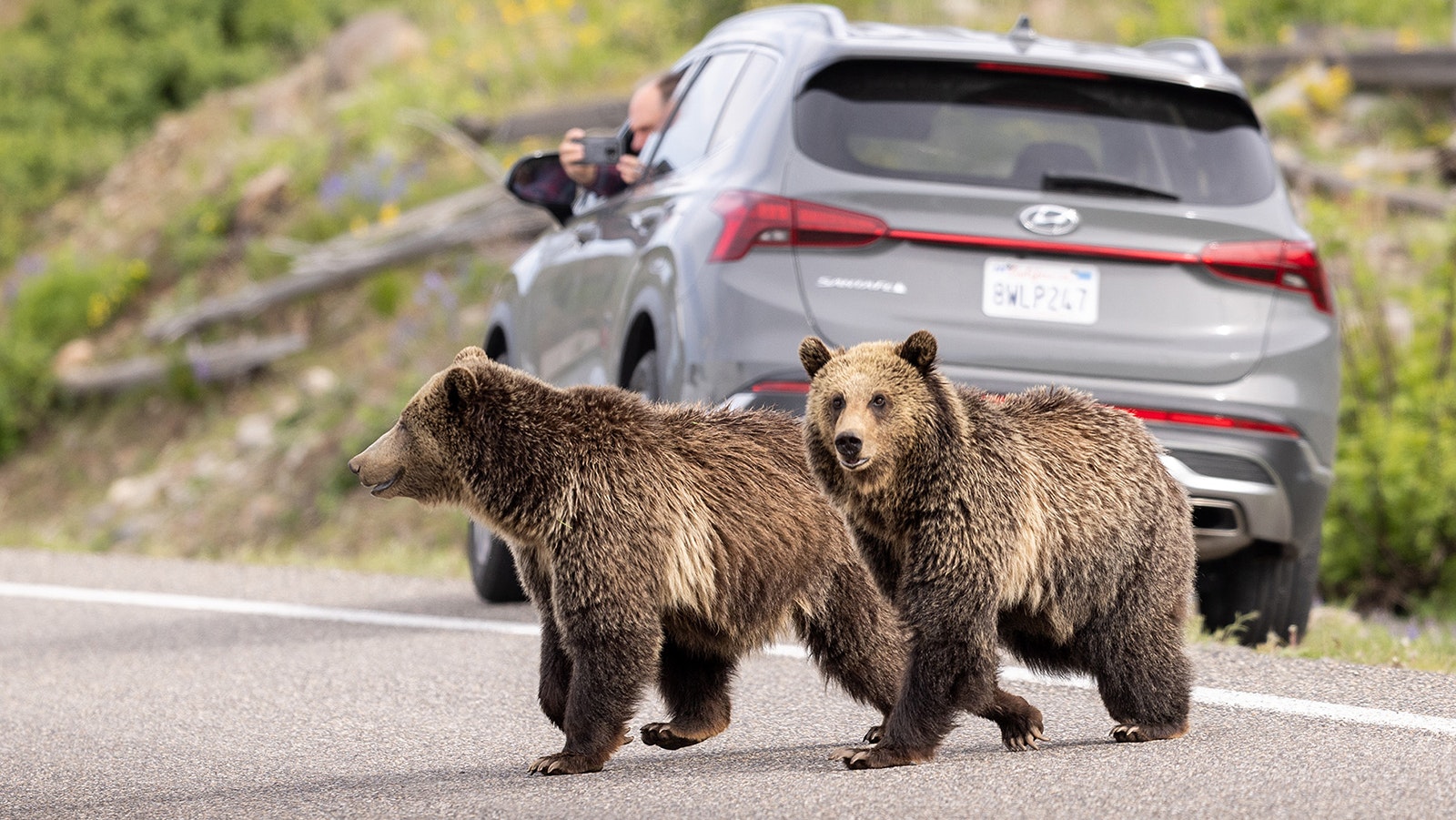 A mother grizzly bear and her three year old cub cross the road in Yellowstone. This mother bear, known as the Lake Butte Sow or Raspberry, is a prime example of a roadside female in the Yellowstone Ecosystem. Several female bears in the ecosystem have learned that male bears, who will kill cubs, are more wary around humans and tend to stay away from developed areas and roads. As a result, these females will stay close to the road in order to protect their cubs from male bears. The roadside females also provide a great opportunity for people to easily observe grizzly bears from the road, as shown here while the two cross the road.