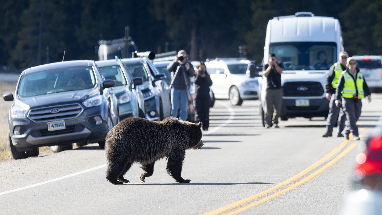 A bear numbered 1063 crosses the road through a "bear jam" in Grand Teton National Park. 1063 had been foraging off one side of the road and had drawn quite the crowd of onlookers. Bear management was there to make sure people were behaving respectfully and keeping a safe distance away. 1063 started to approach the road, and eventually crossed, where she went right back to foraging. Cook said she feels the "bear jams" (traffic jams caused by bears) tend to be much more crowded in Grand Teton National Park than Yellowstone.