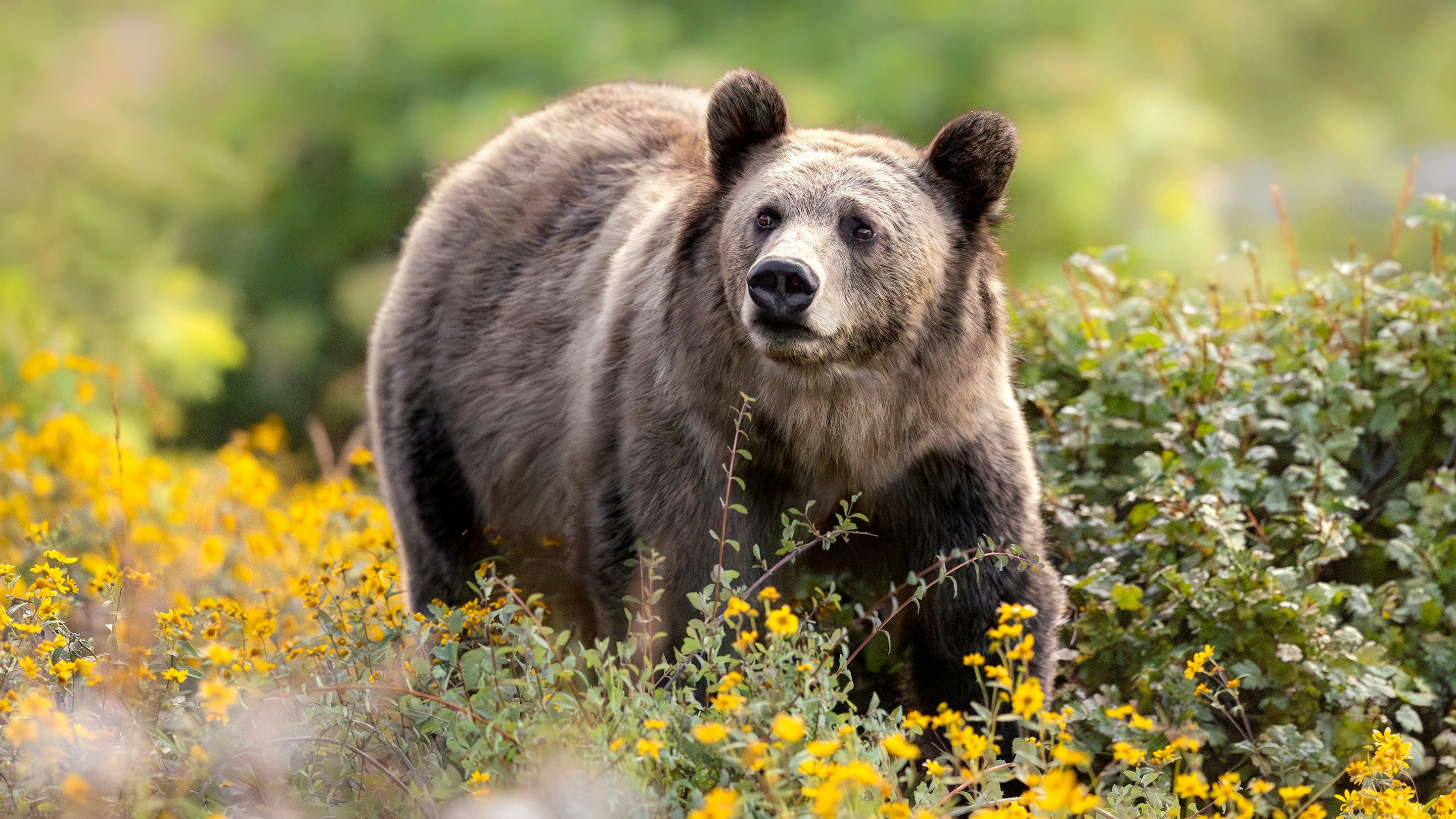 This image is one of Julia Cook's favorites, partially because it shows her favorite grizzly known as the 9-mile sow, or Snow. She and her cubs had been feeding on berries for quite some time down in a small meadow. Cook noticed a vibrant patch of yellow wildflowers blooming nearby and began hoping she would walk through the flowers. Just when it was almost dark, she walked into the flowers, pausing briefly to glance around.